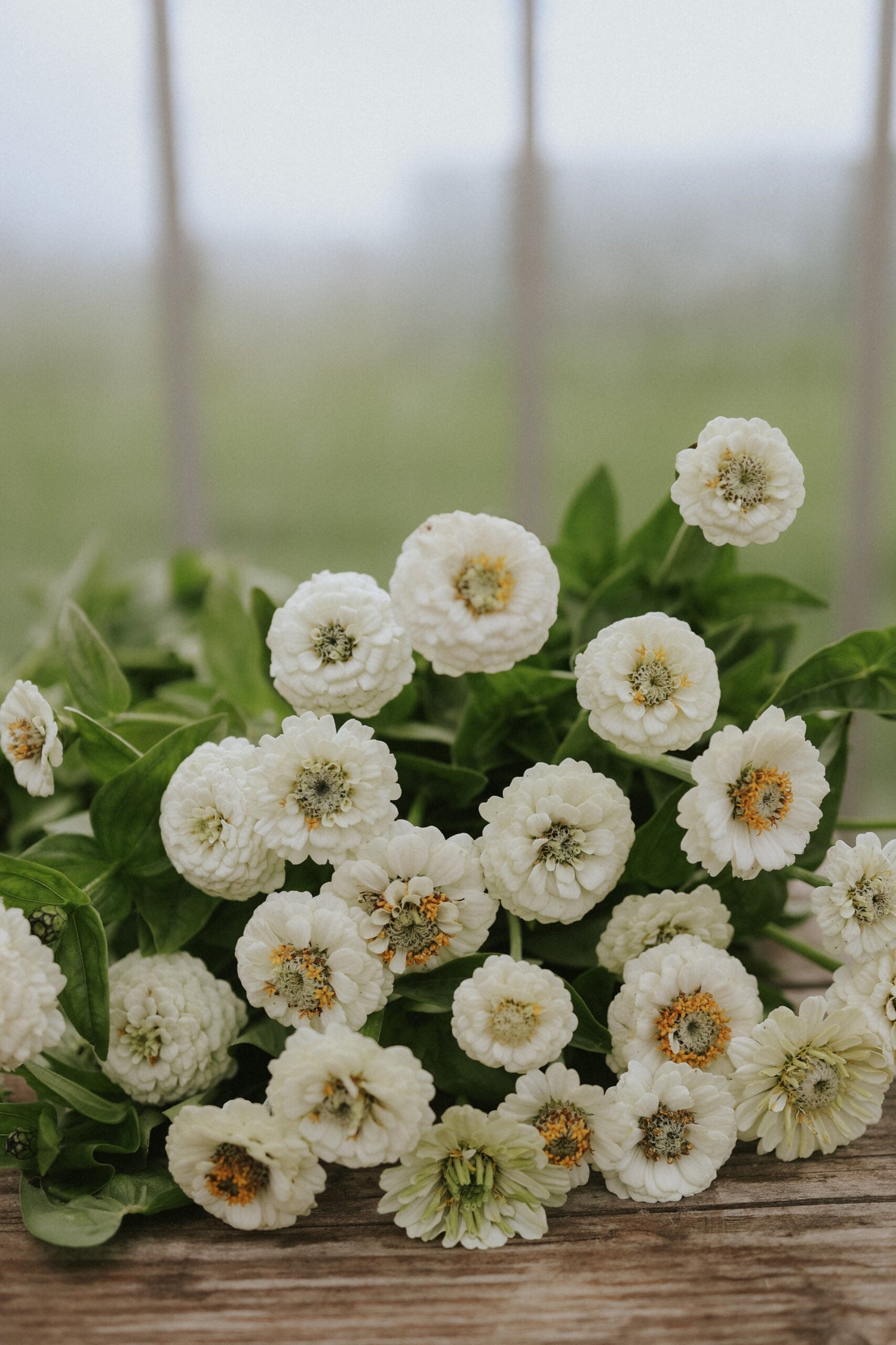 Zinnia - Lilliput White