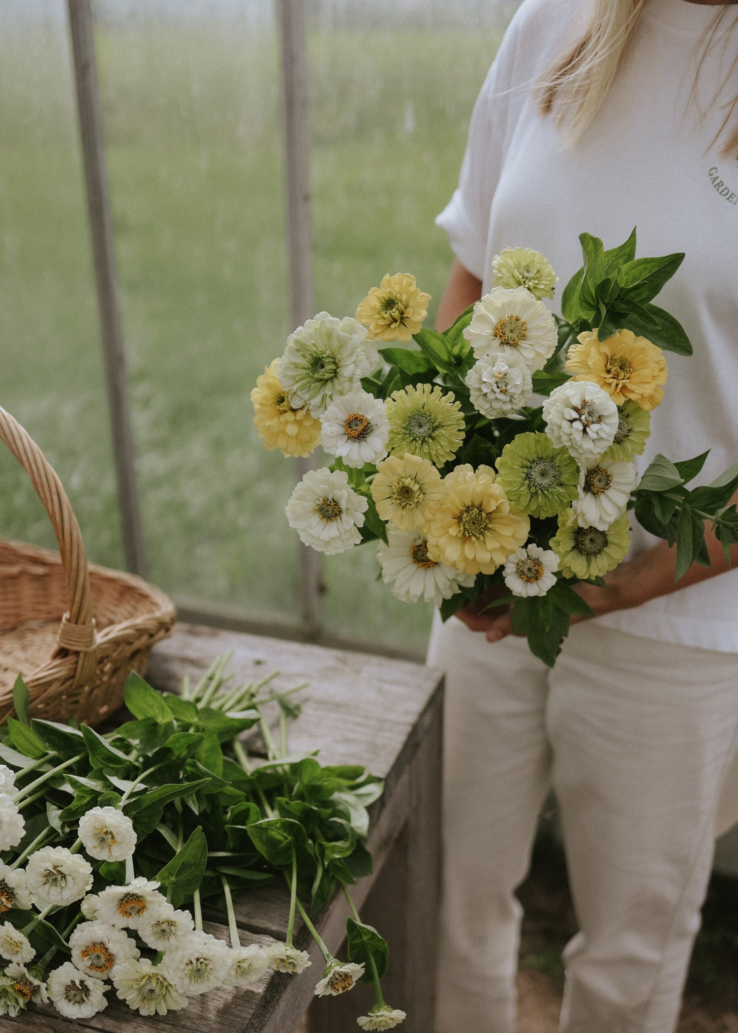 Zinnie - Limoncello Mix