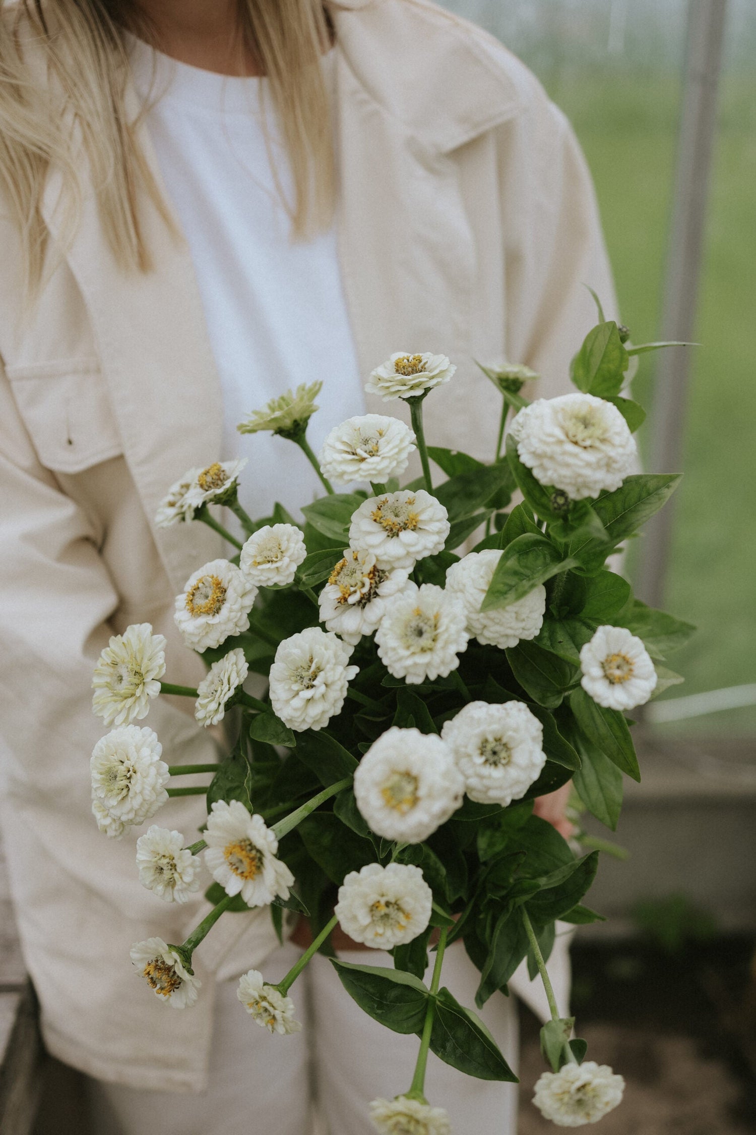 Zinnia - Lilliput White