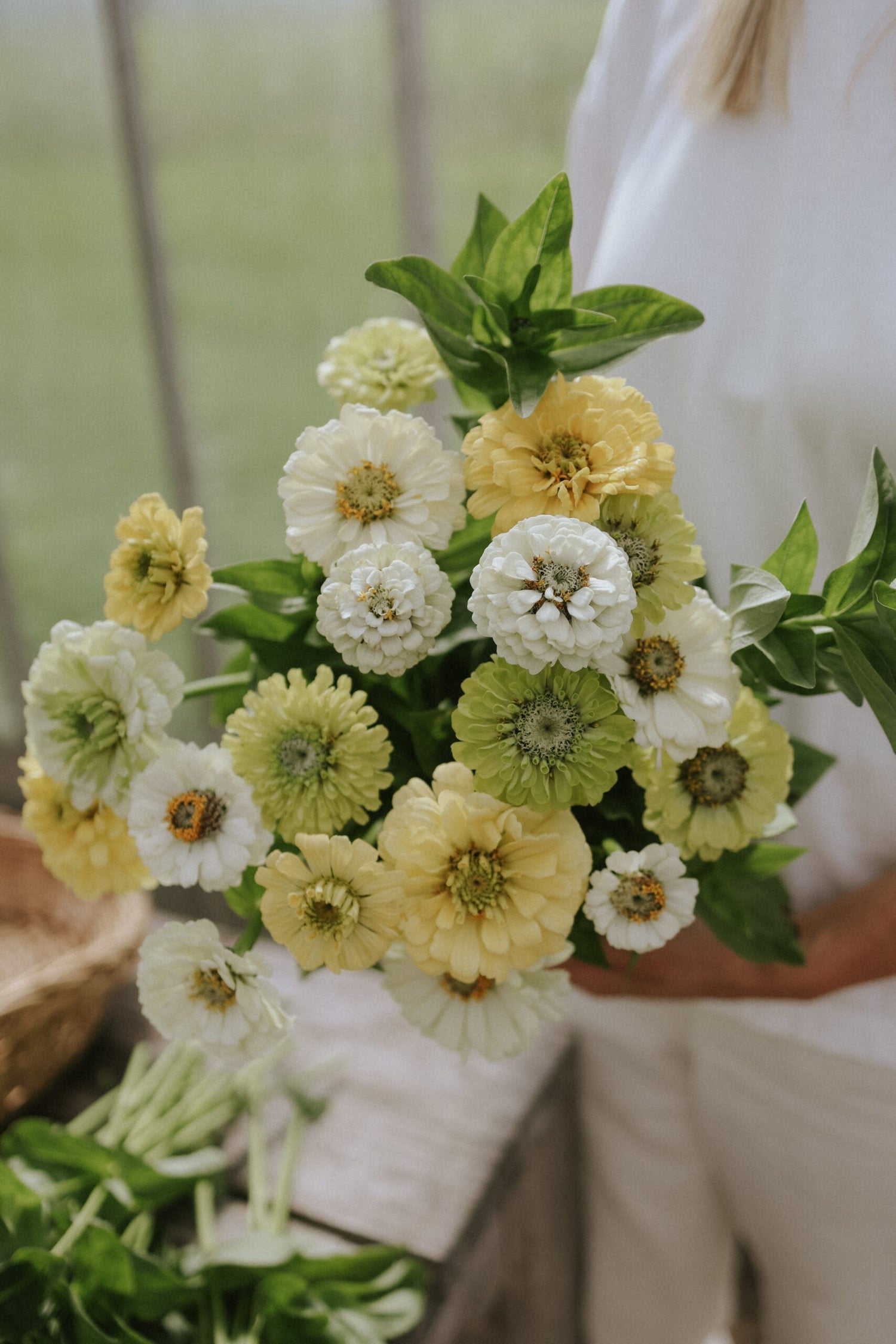 Zinnia - Limoncello Mix