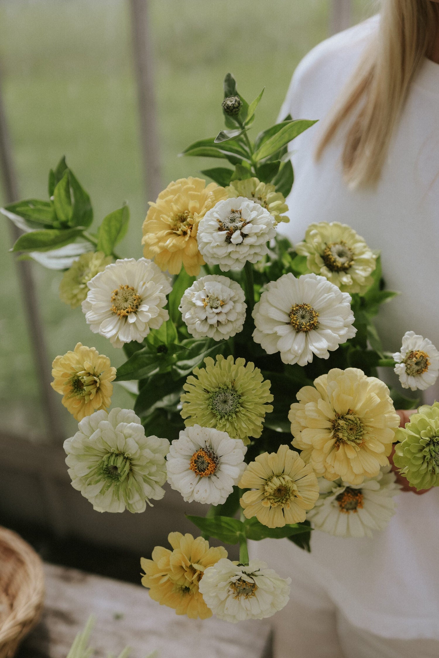 Zinnia - Limoncello Mix