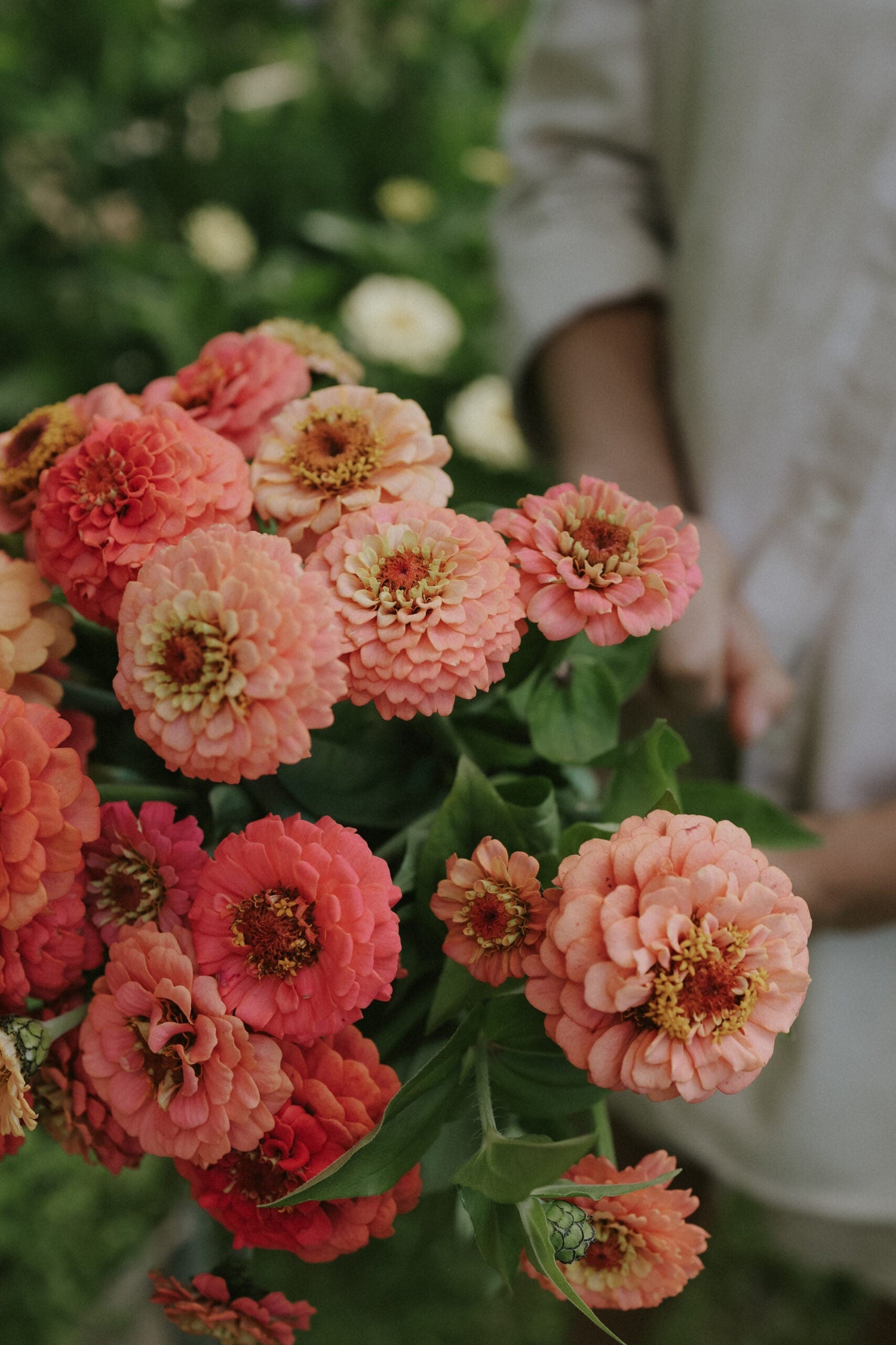 Zinnia - Oklahoma Salmon