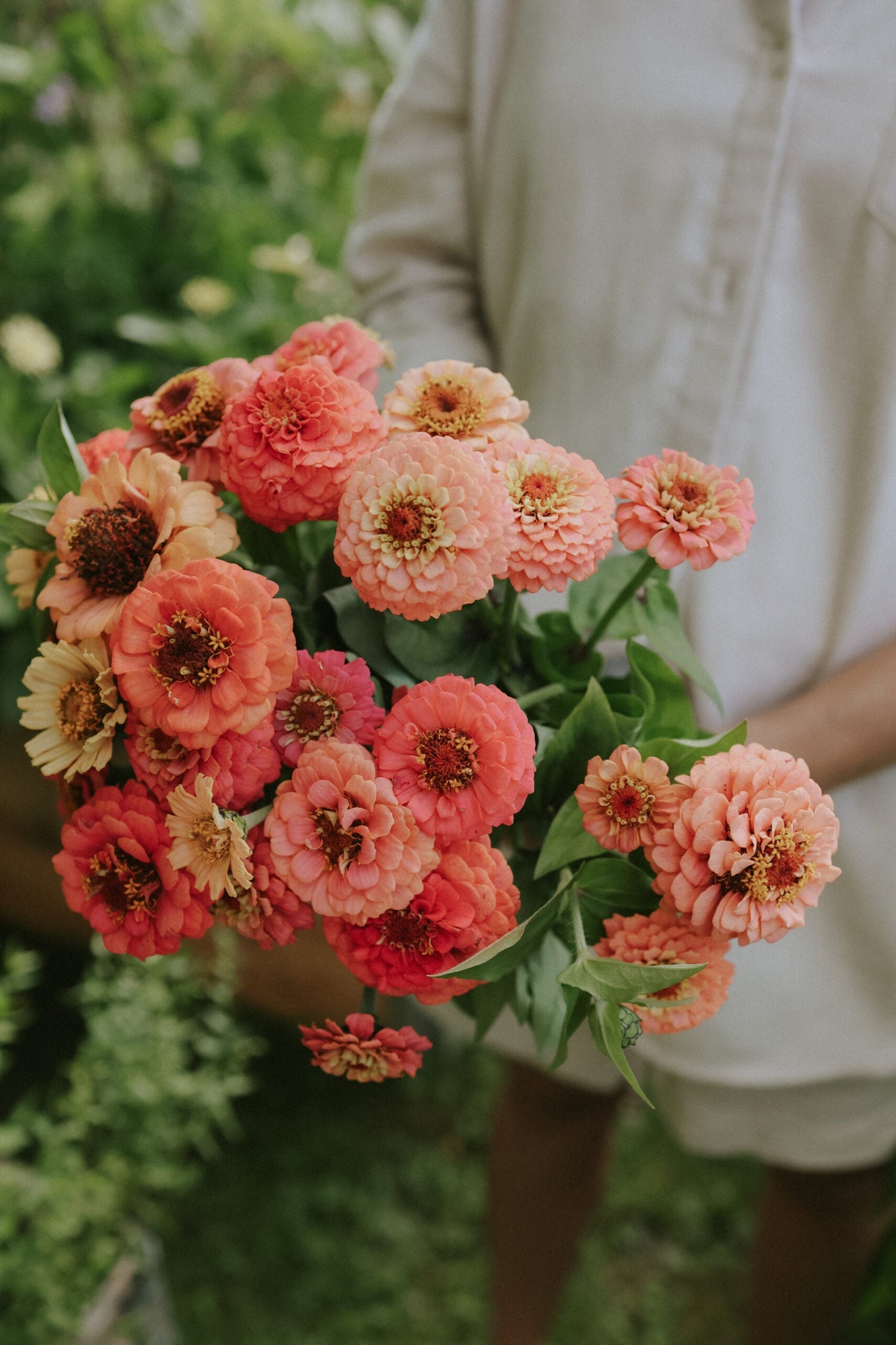 Zinnia - Oklahoma Salmon
