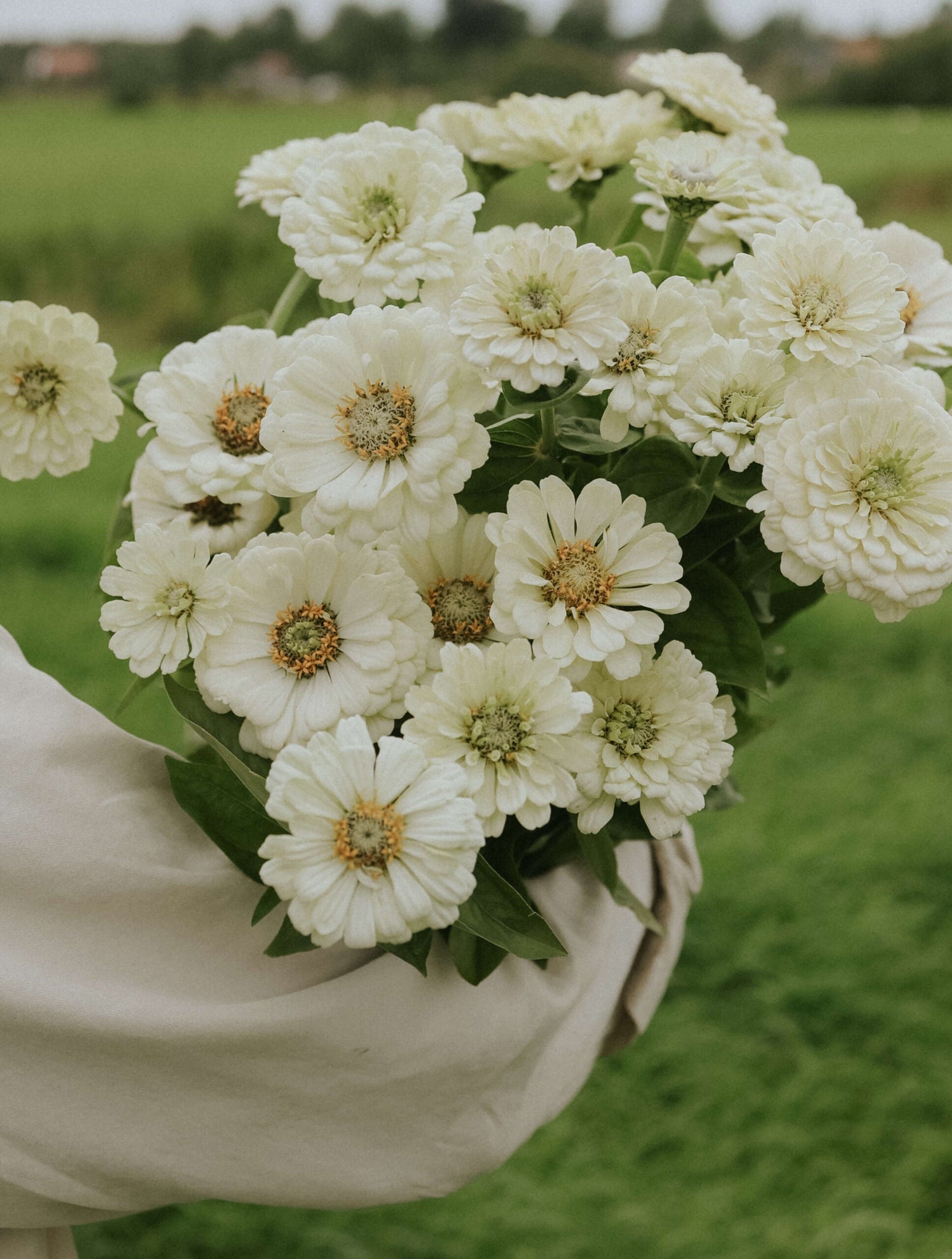 Zinnia - Dahl Flow Polar Bear