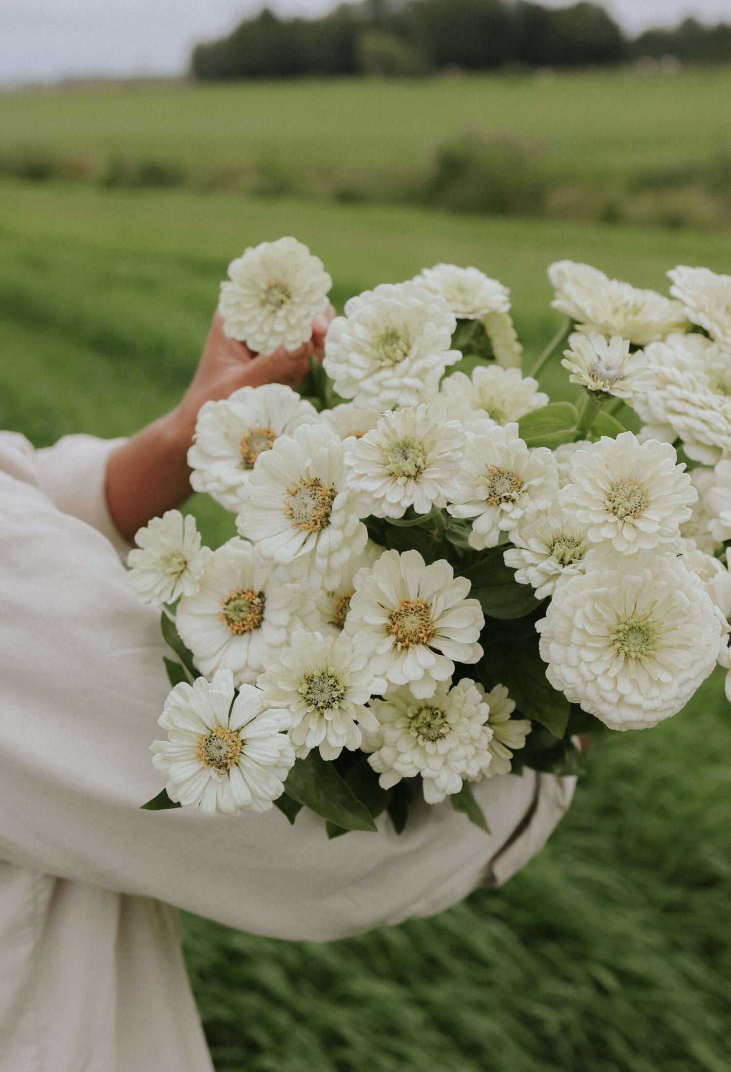 Zinnia - Dahl Flow Polar Bear