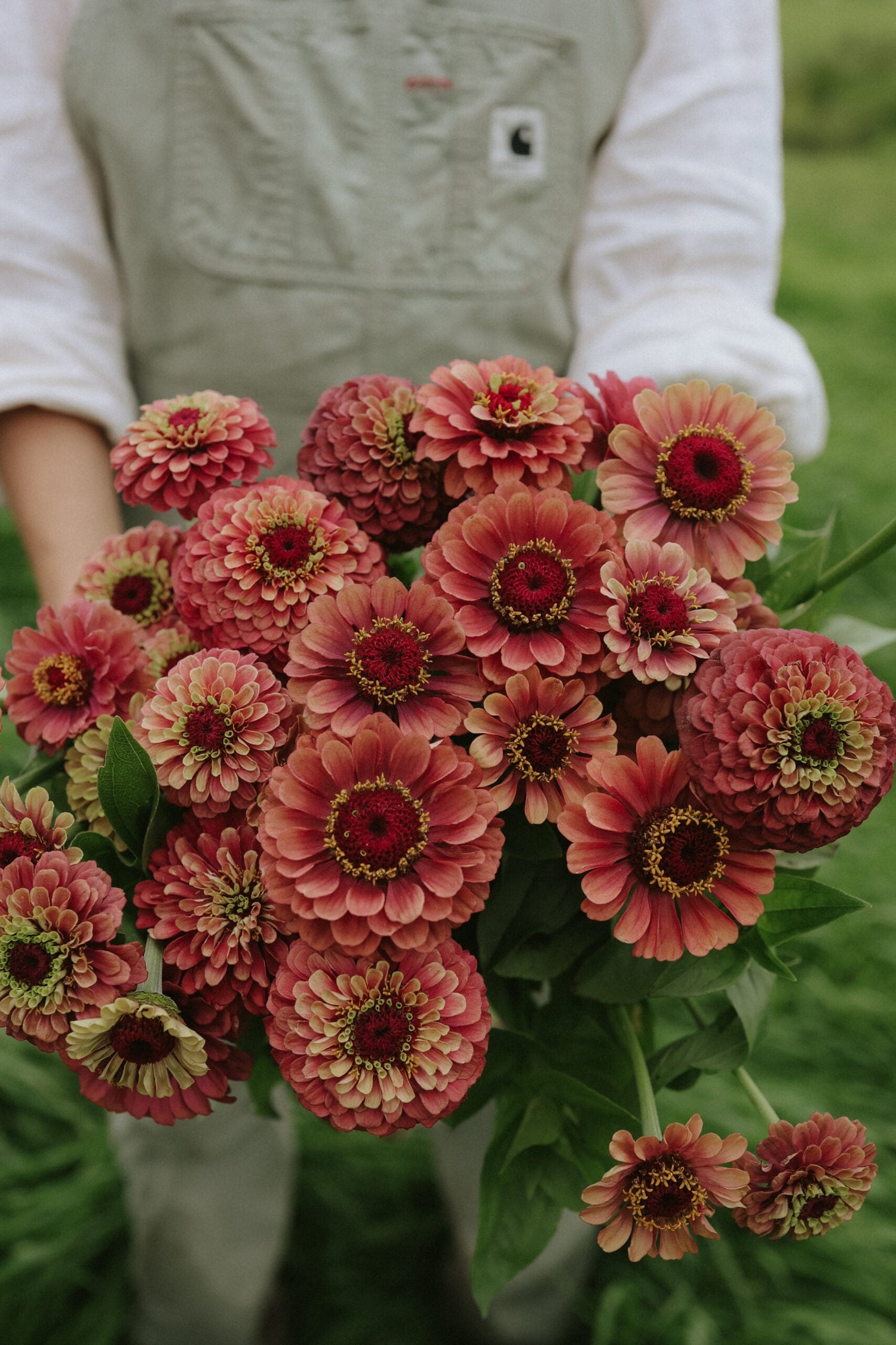 Zinnia - Queeny Lime Red