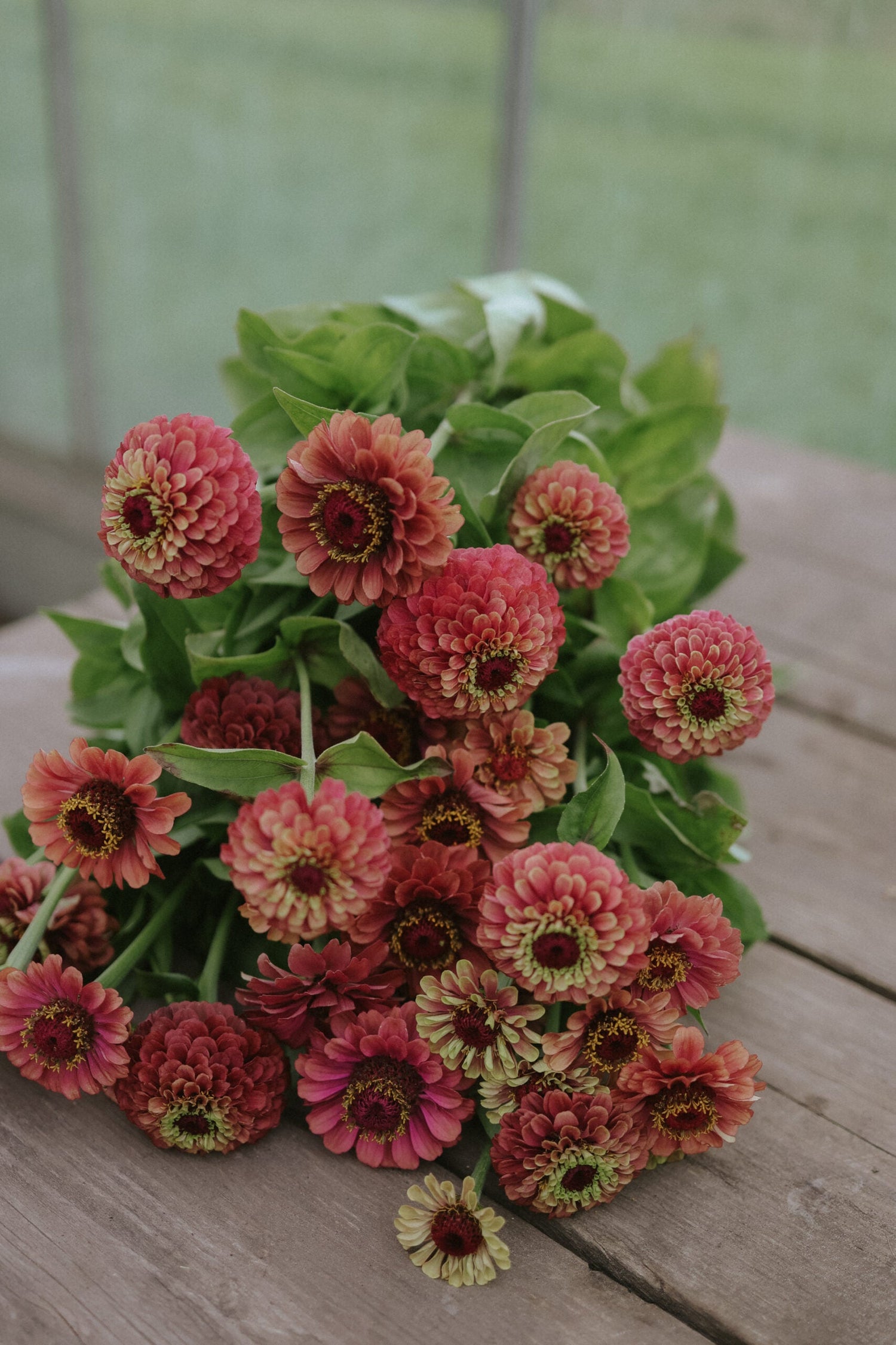 Zinnia - Queeny Lime Red