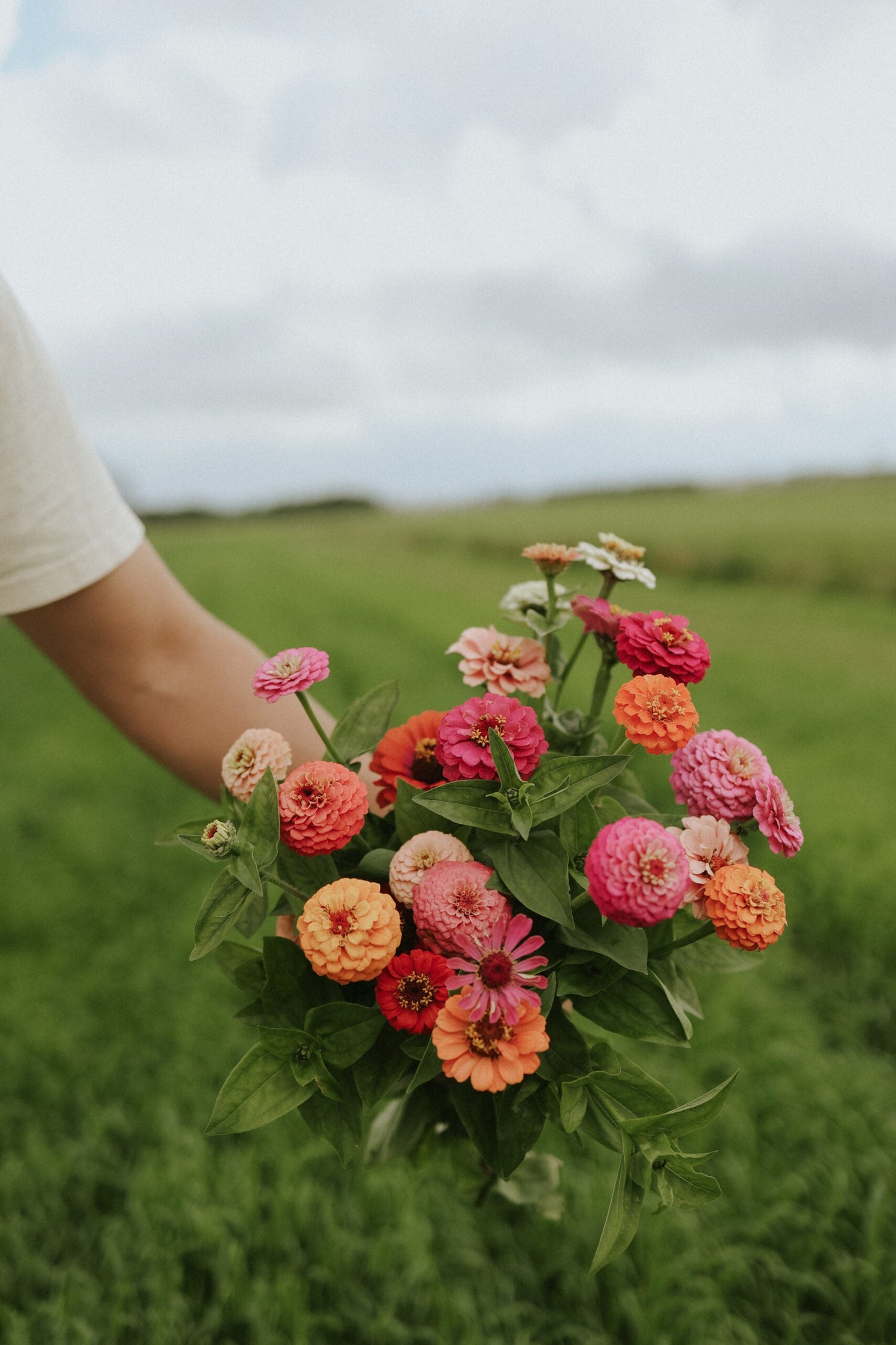 Zinnia - Tuttifrutti Mix