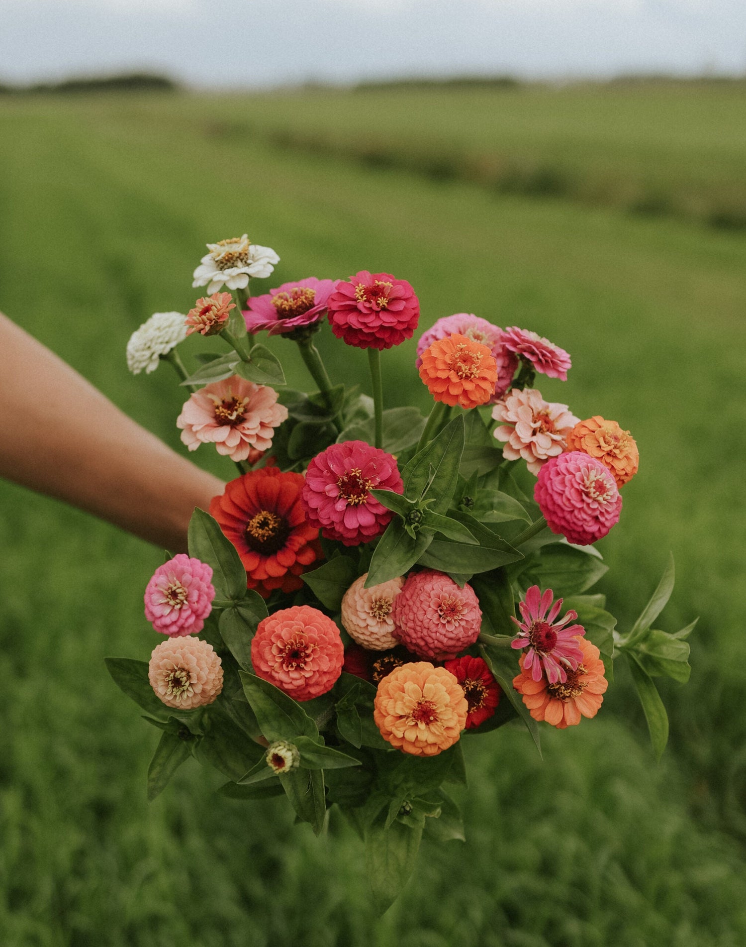 Zinnia - Tuttifrutti Mix