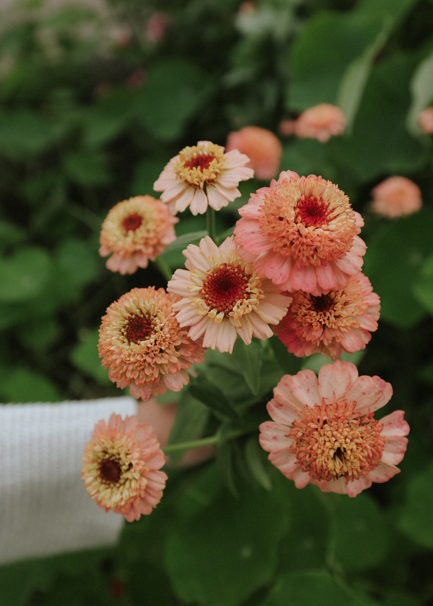 Zinnia - Zinderella Peach