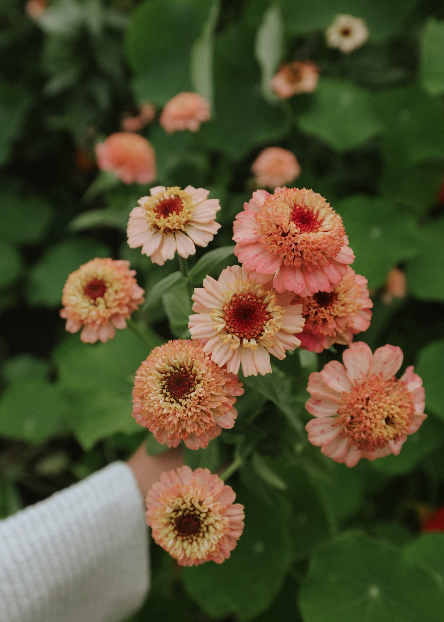 Zinnia - Zinderella Peach
