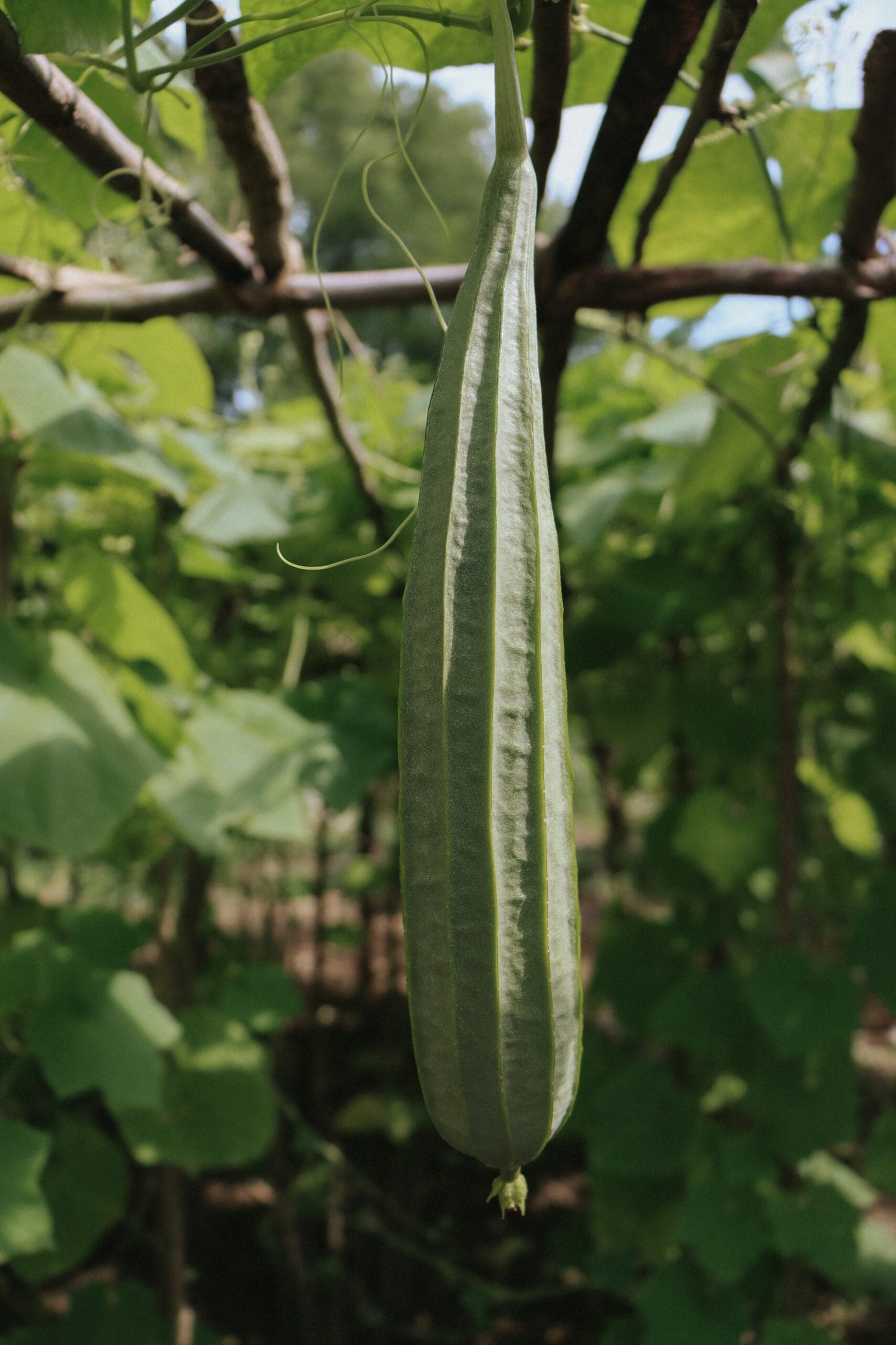 Svampgurka - Luffa cylindrica