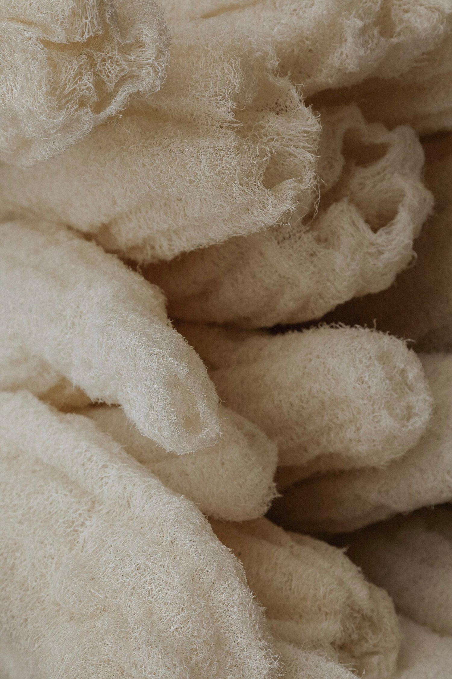 Svampgurka - Luffa cylindrica