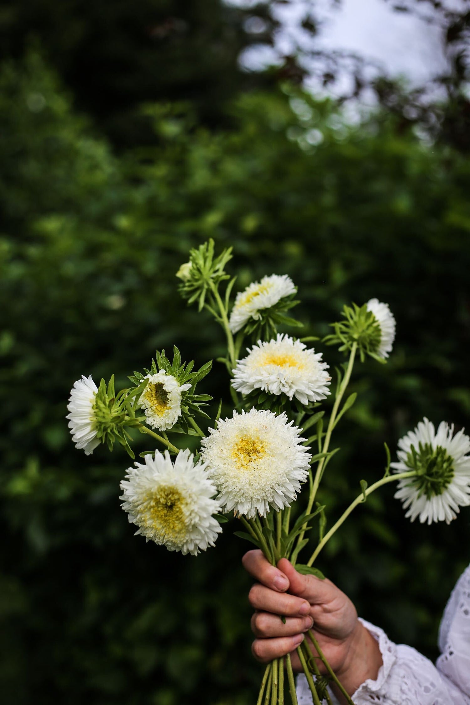 China Aster - Giant Princess White