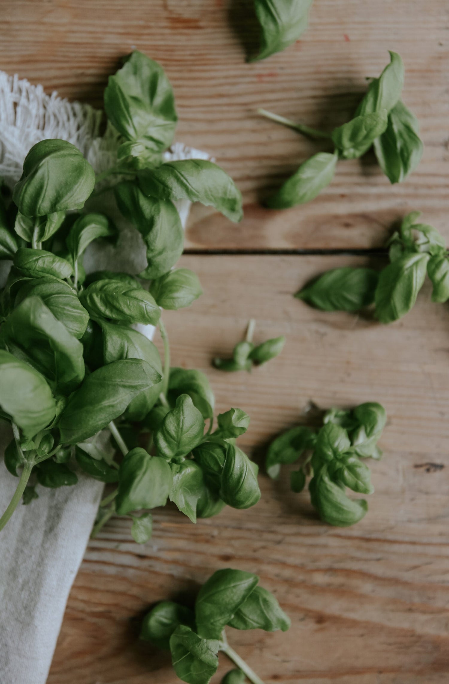 Basil - Italiano Classico ECO