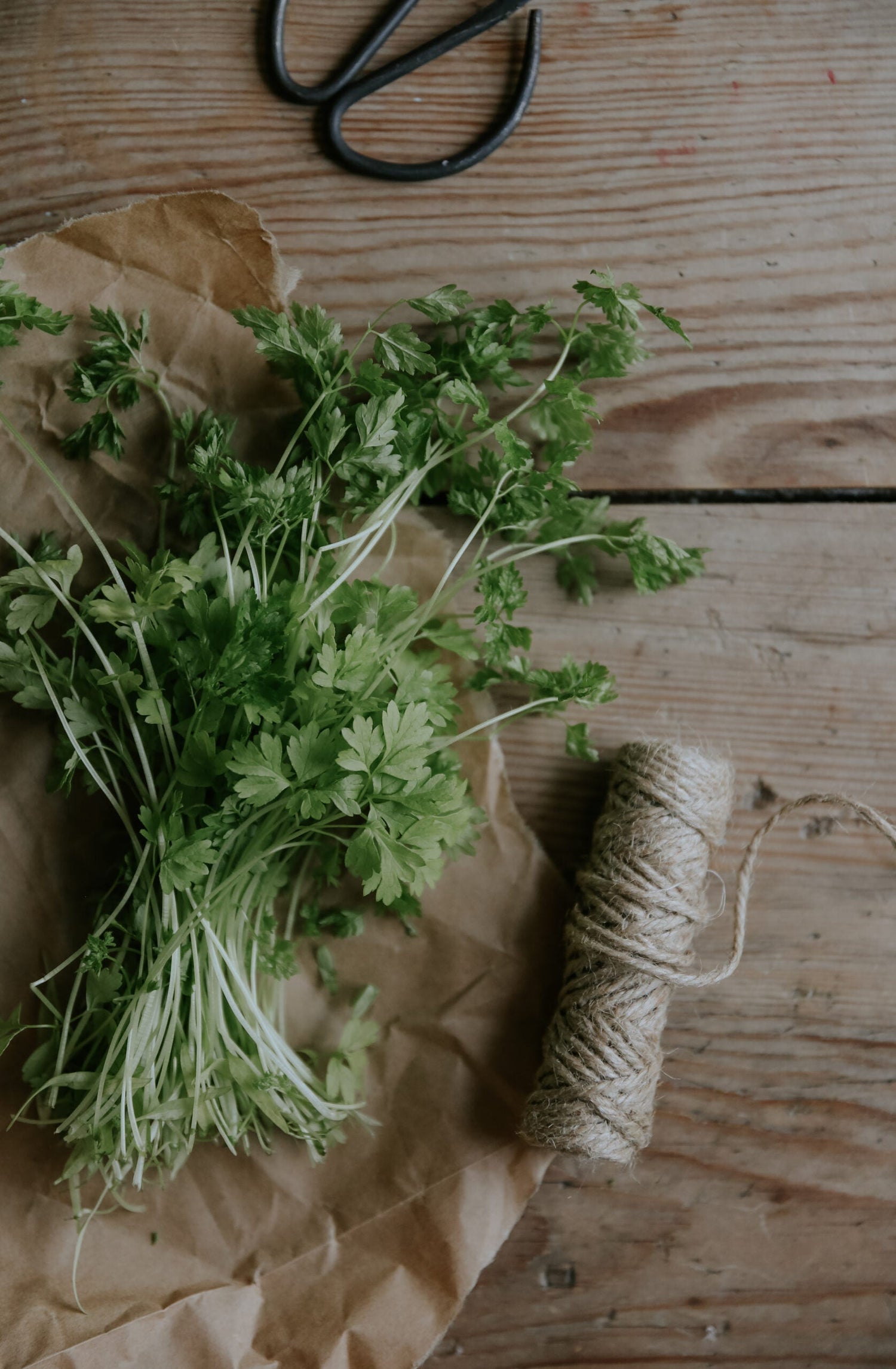 Dansk Körvel - Common EKO