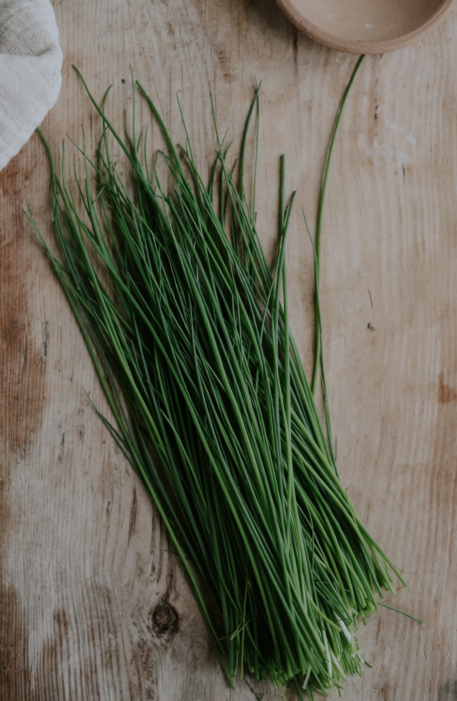 Chives - Medium Leaf EKO