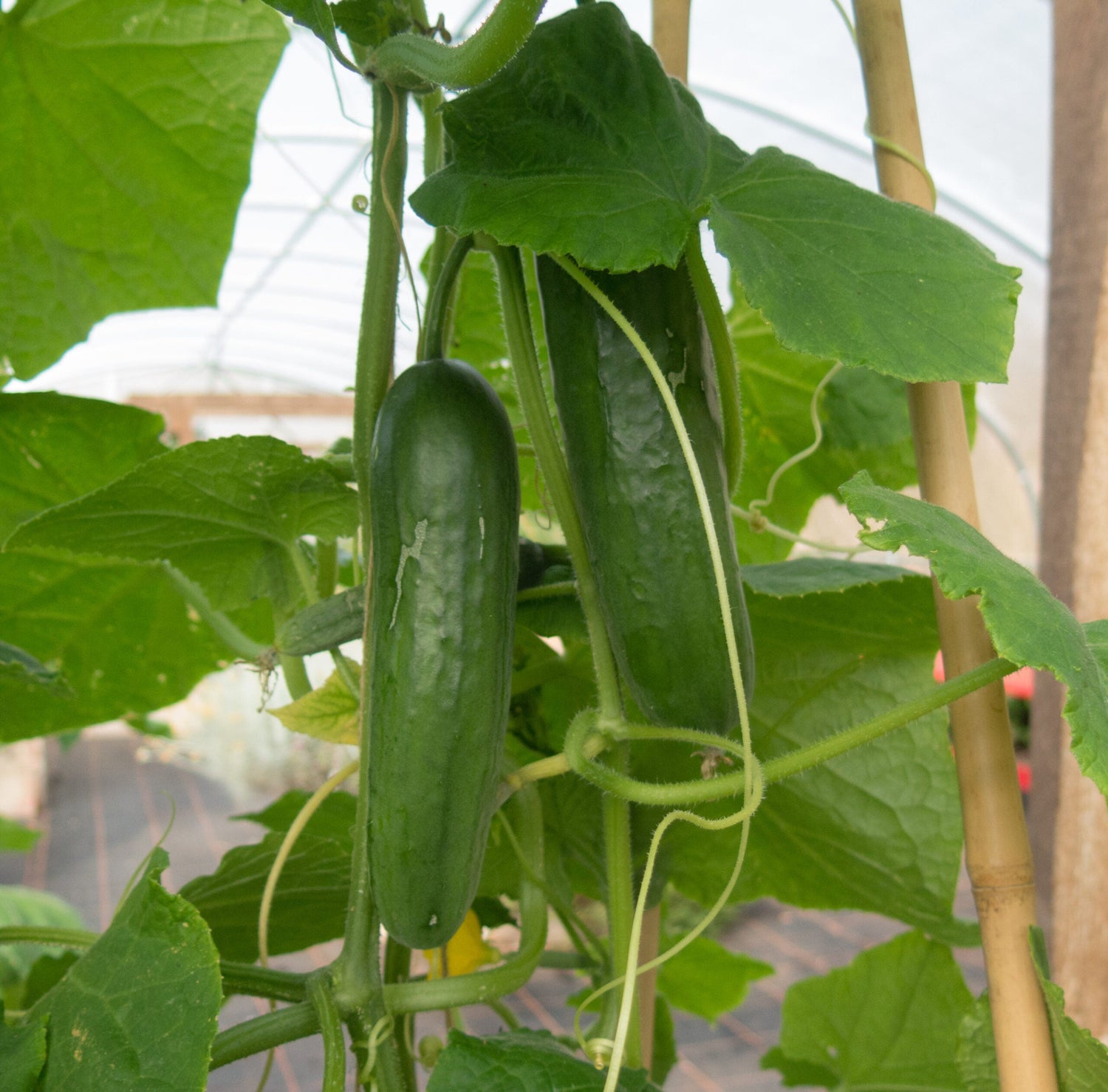 Cucumber - Marketmore ECO