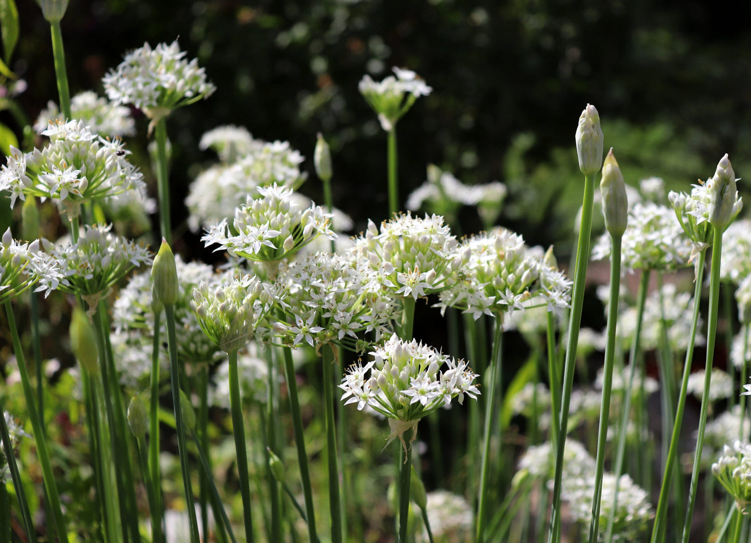 Garlic Chives ECO