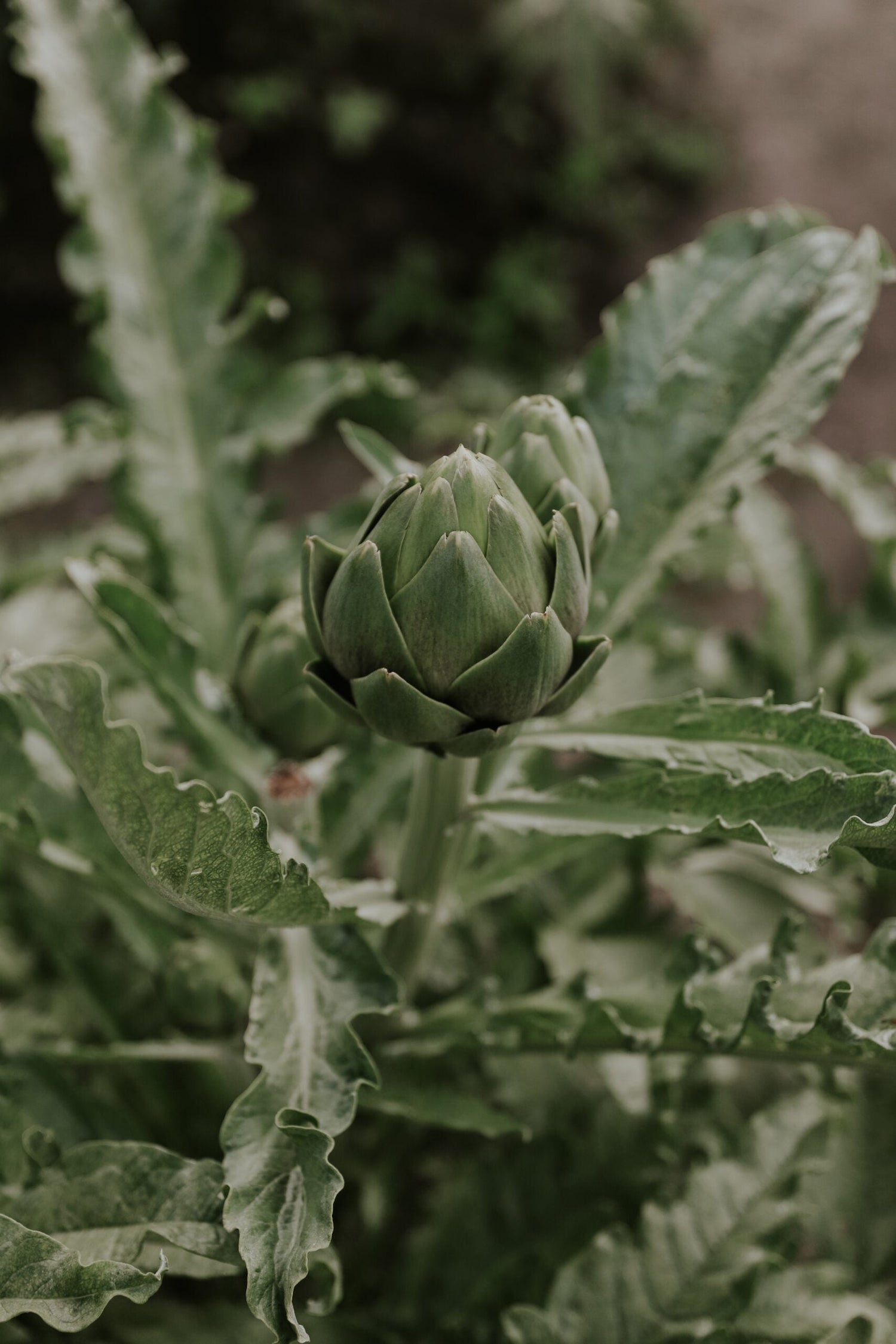 Kronärtskocka - Green Globe