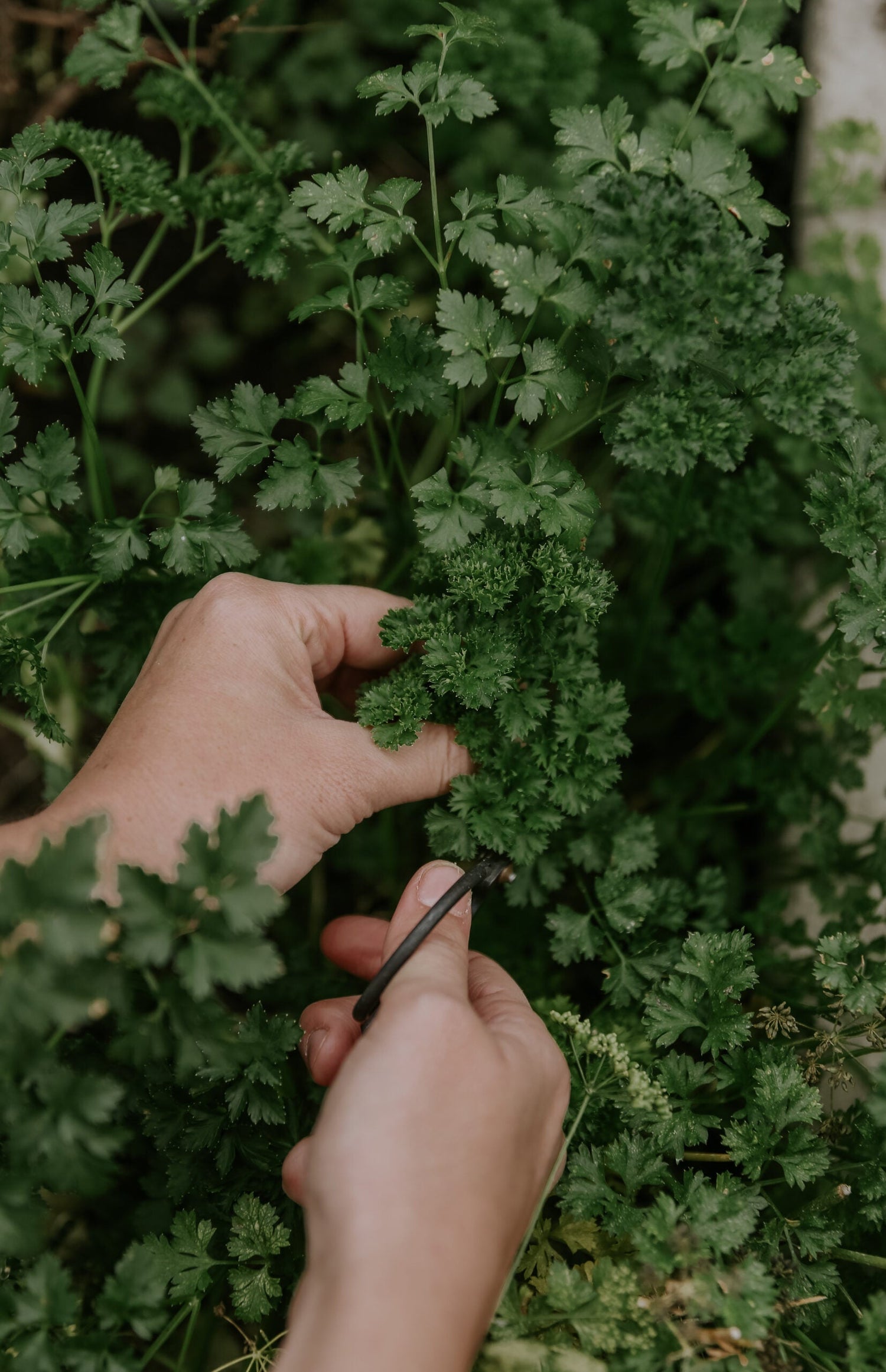 Parsley - Frisé vert Foncé ECO
