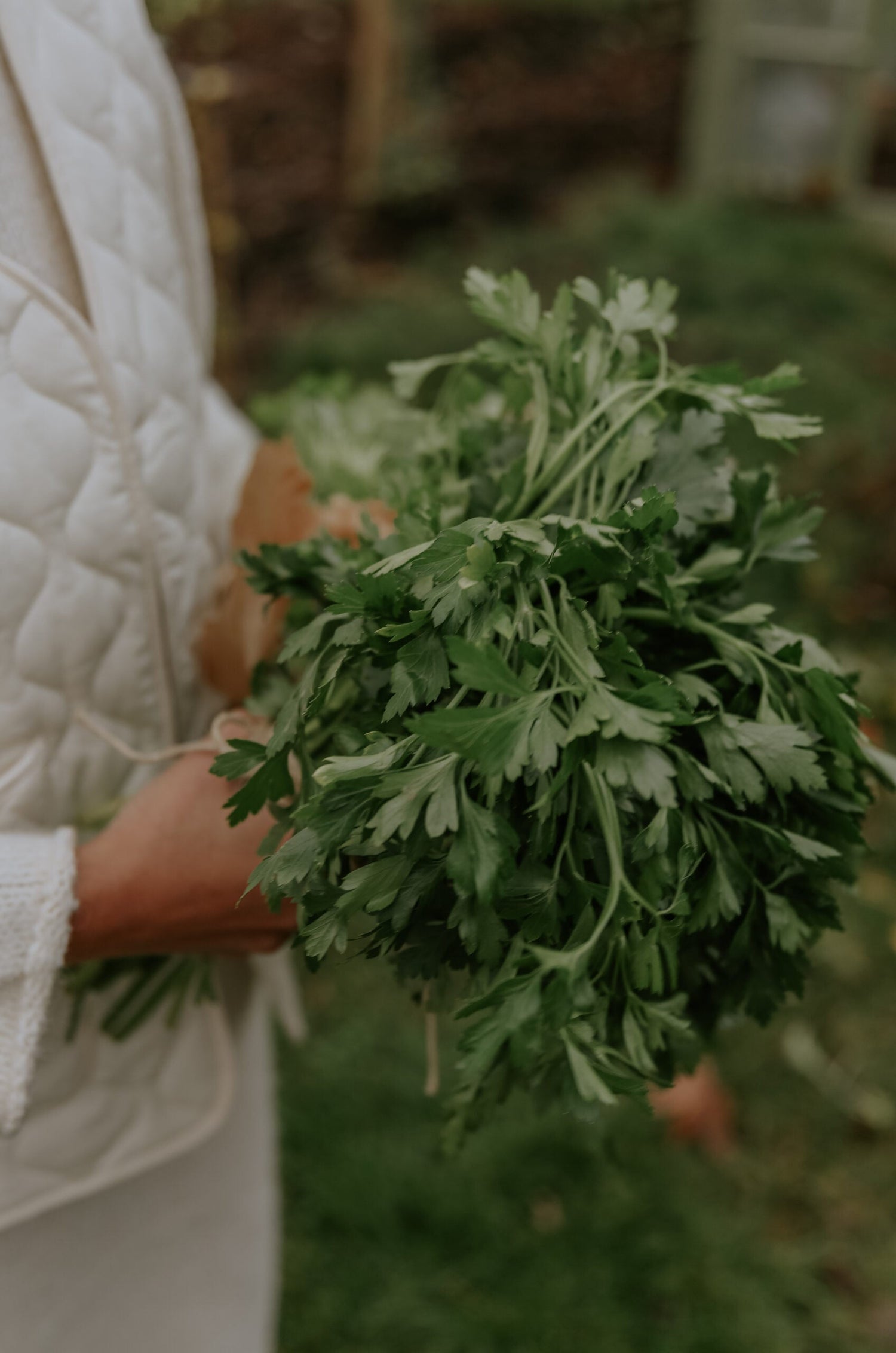 Parsley - Gigante d'Italia ECO