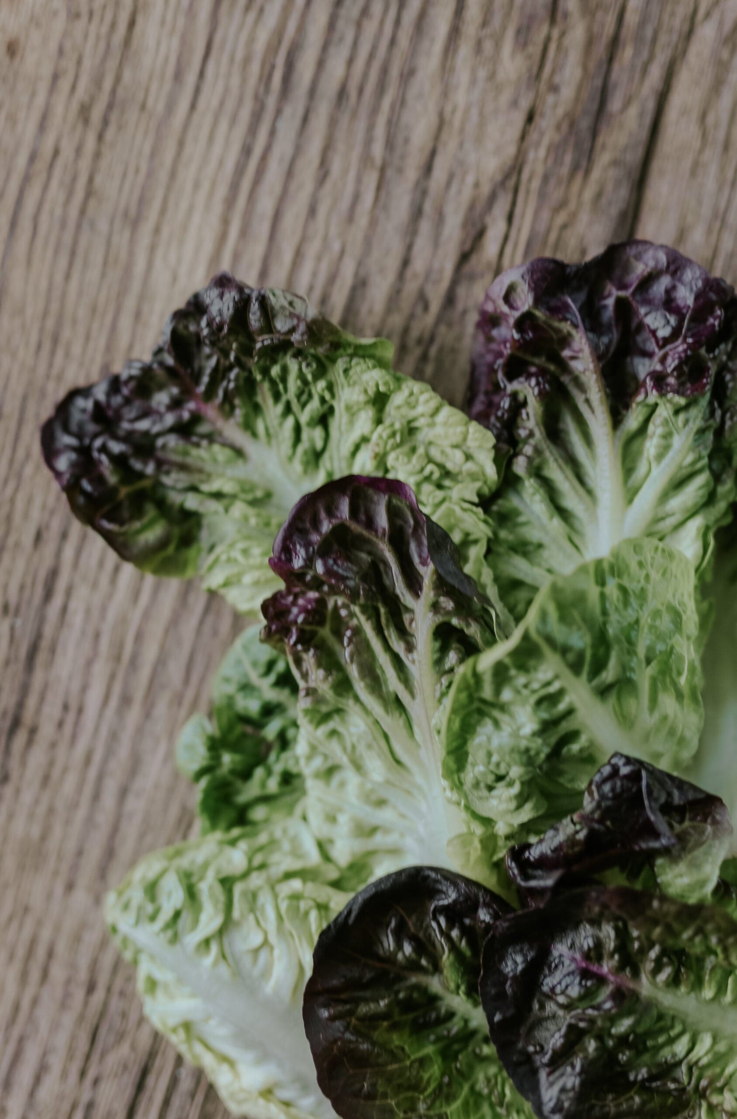 Lettuce - Amerikanischer Brauner