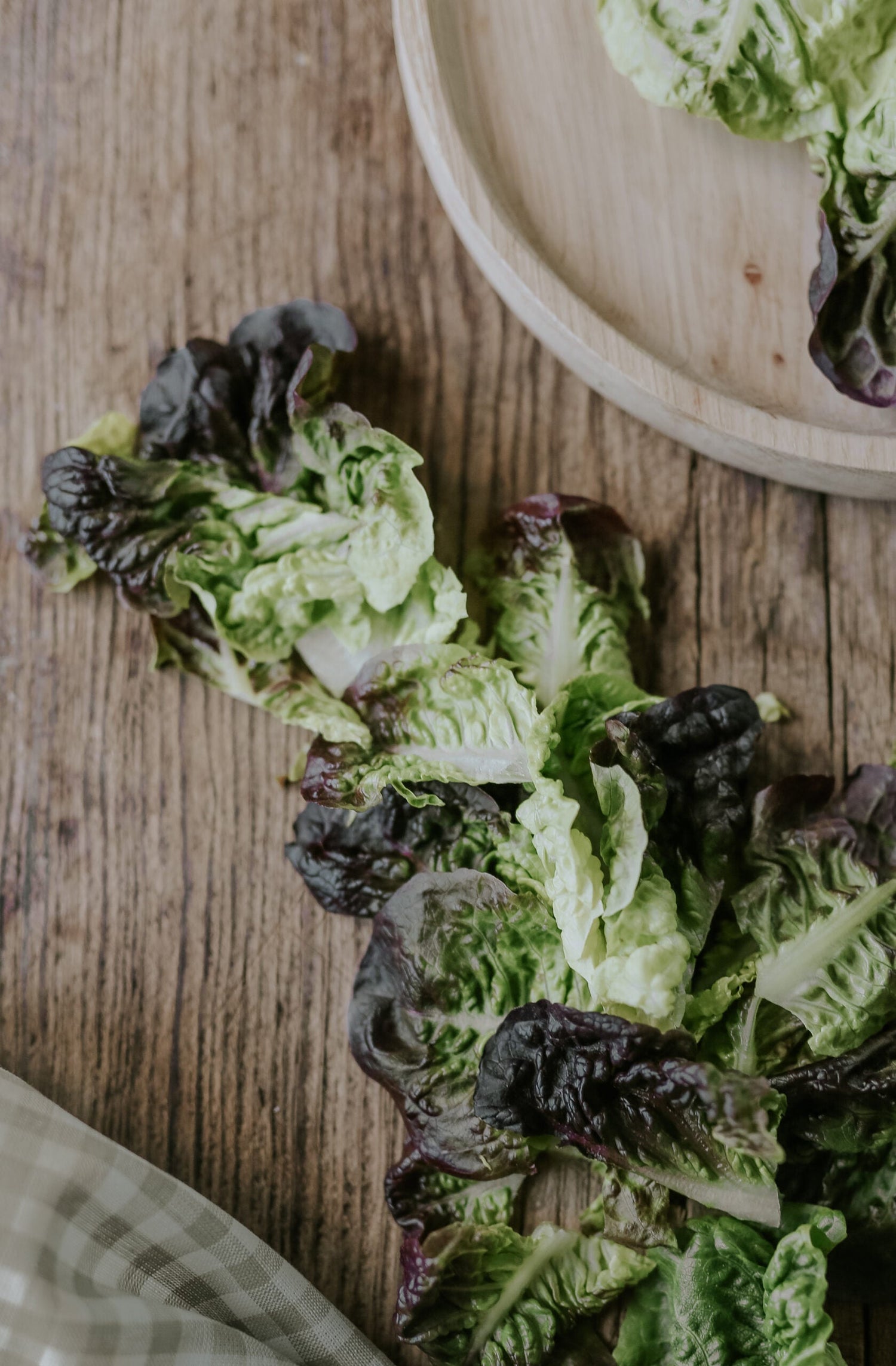 Plocksallat - Amerikanischer Brauner