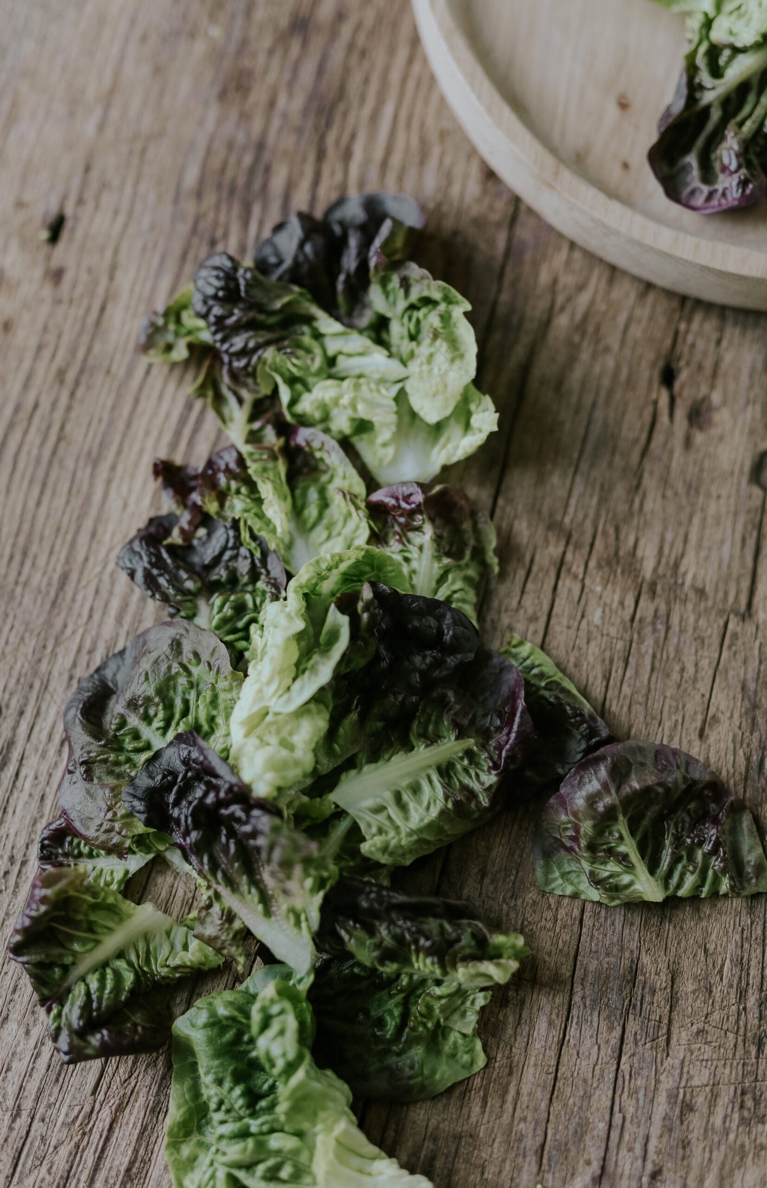 Lettuce - Amerikanischer Brauner