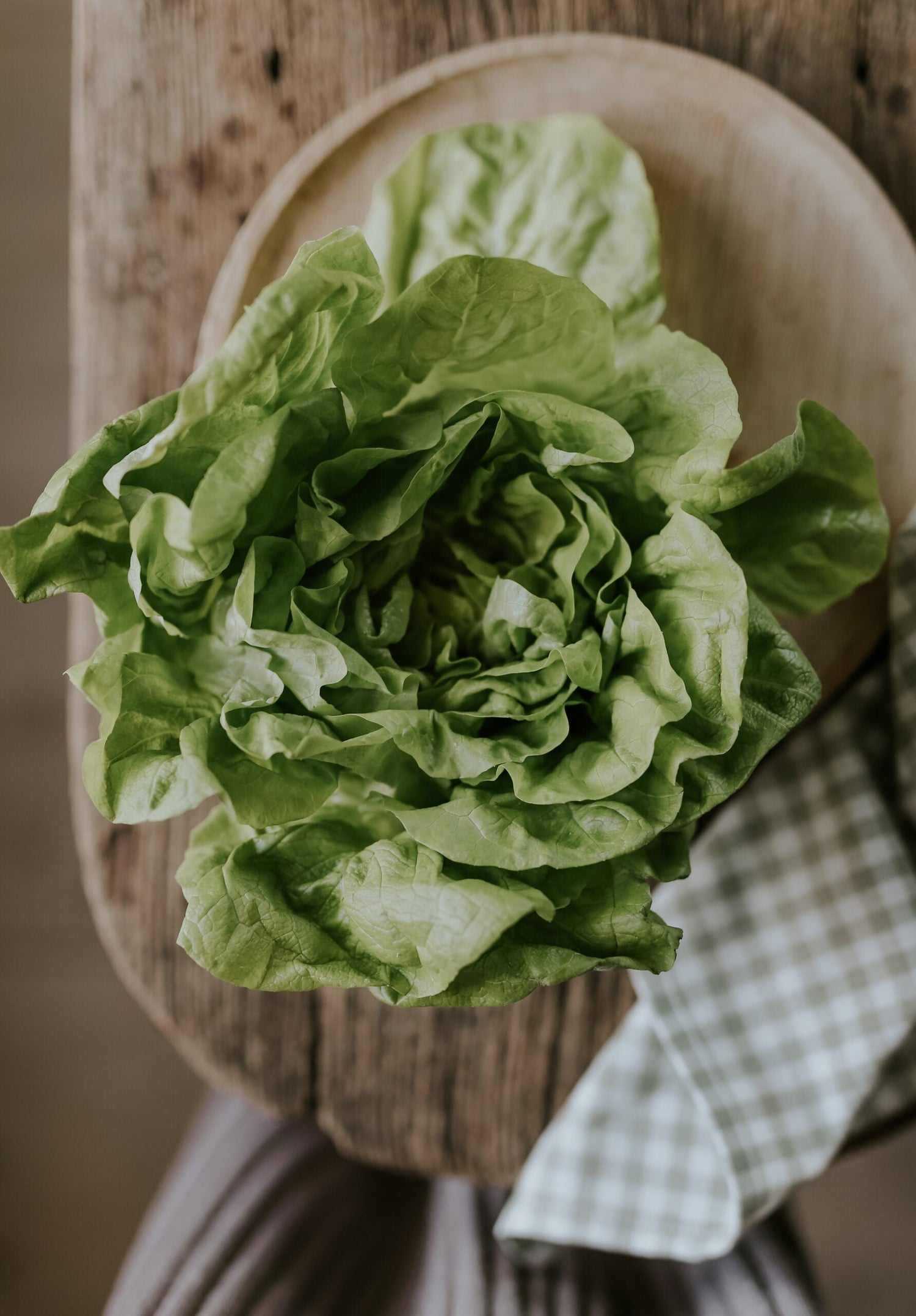 Lettuce - Hilde 2