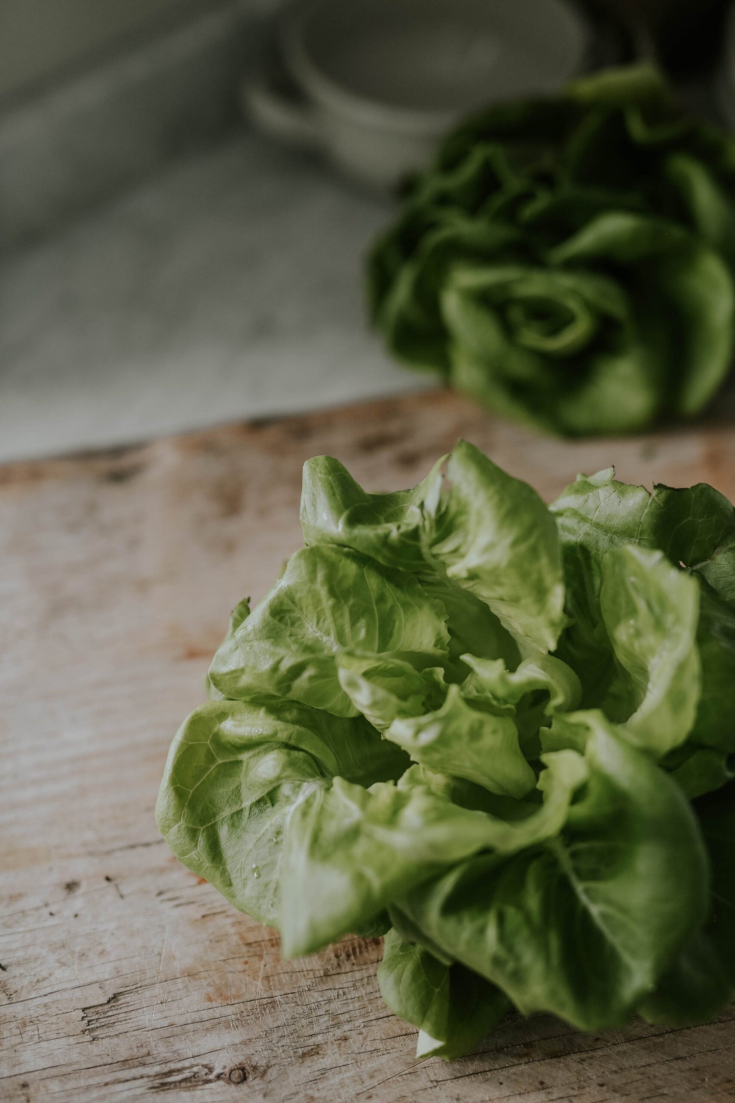 Lettuce - Little Gem