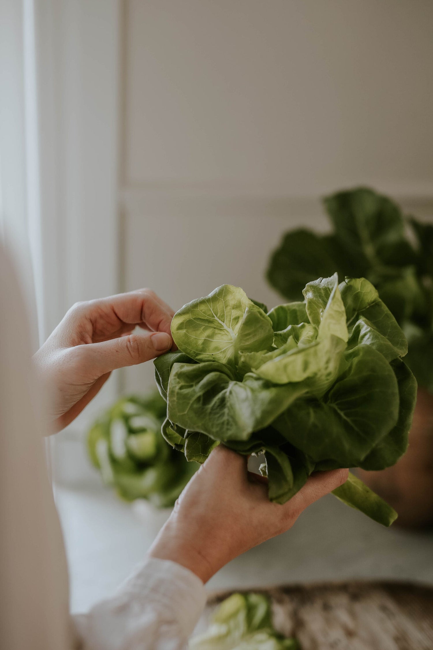 Lettuce - Little Gem