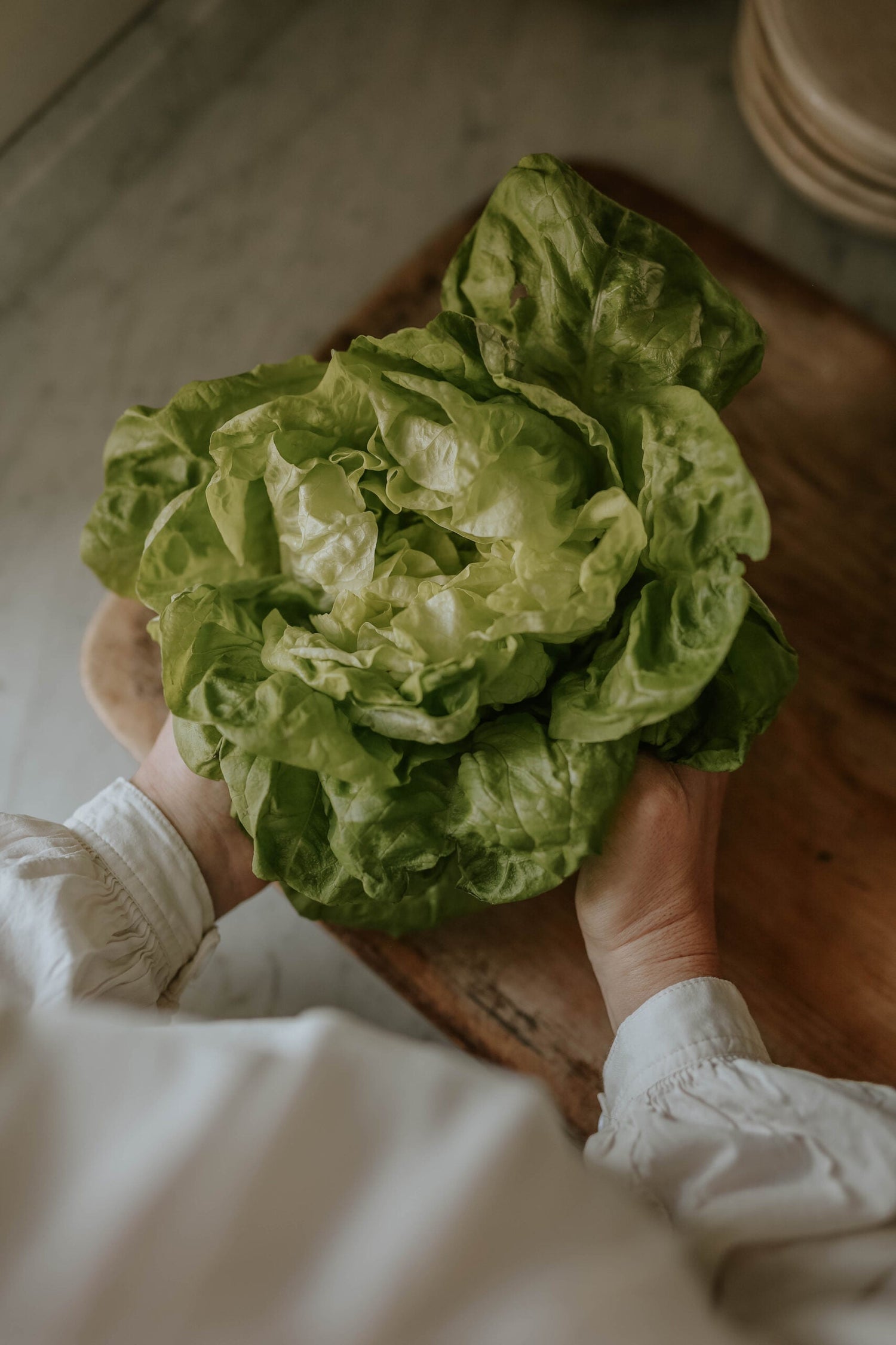 Lettuce - May Queen ECO