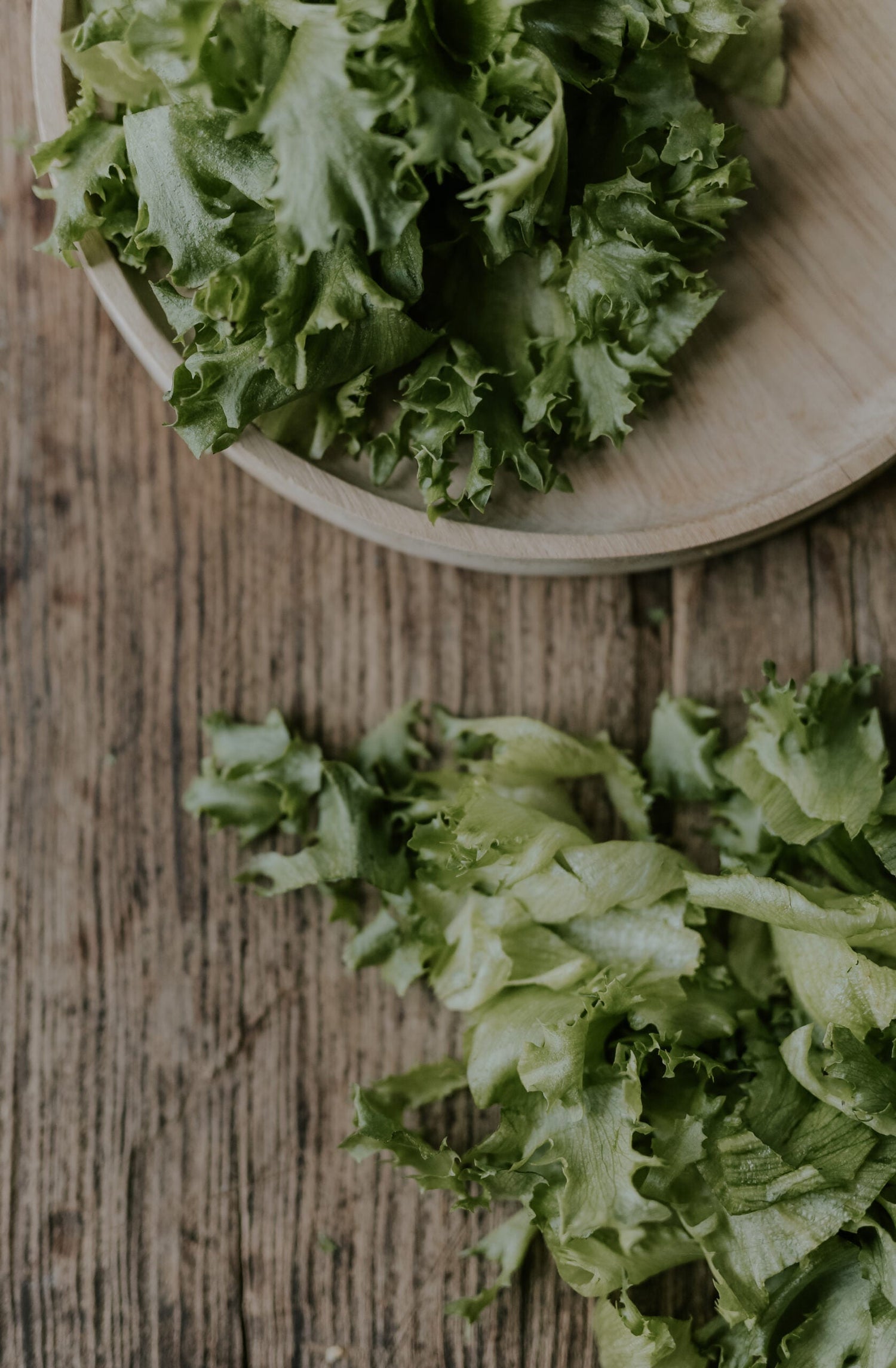Lettuce - Salad Bowl ECO