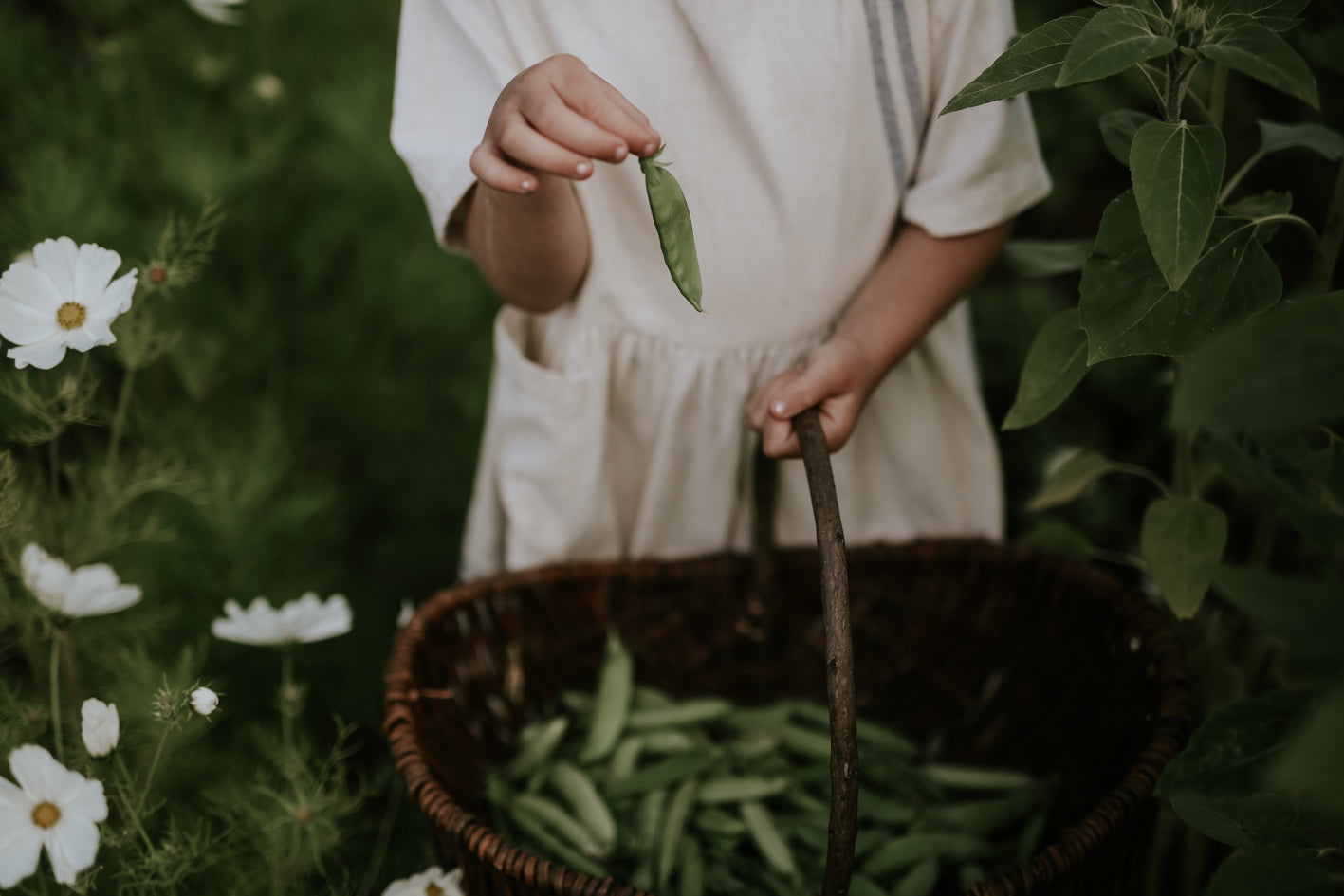 Sugar Pea - Grijze Roodbloeiende