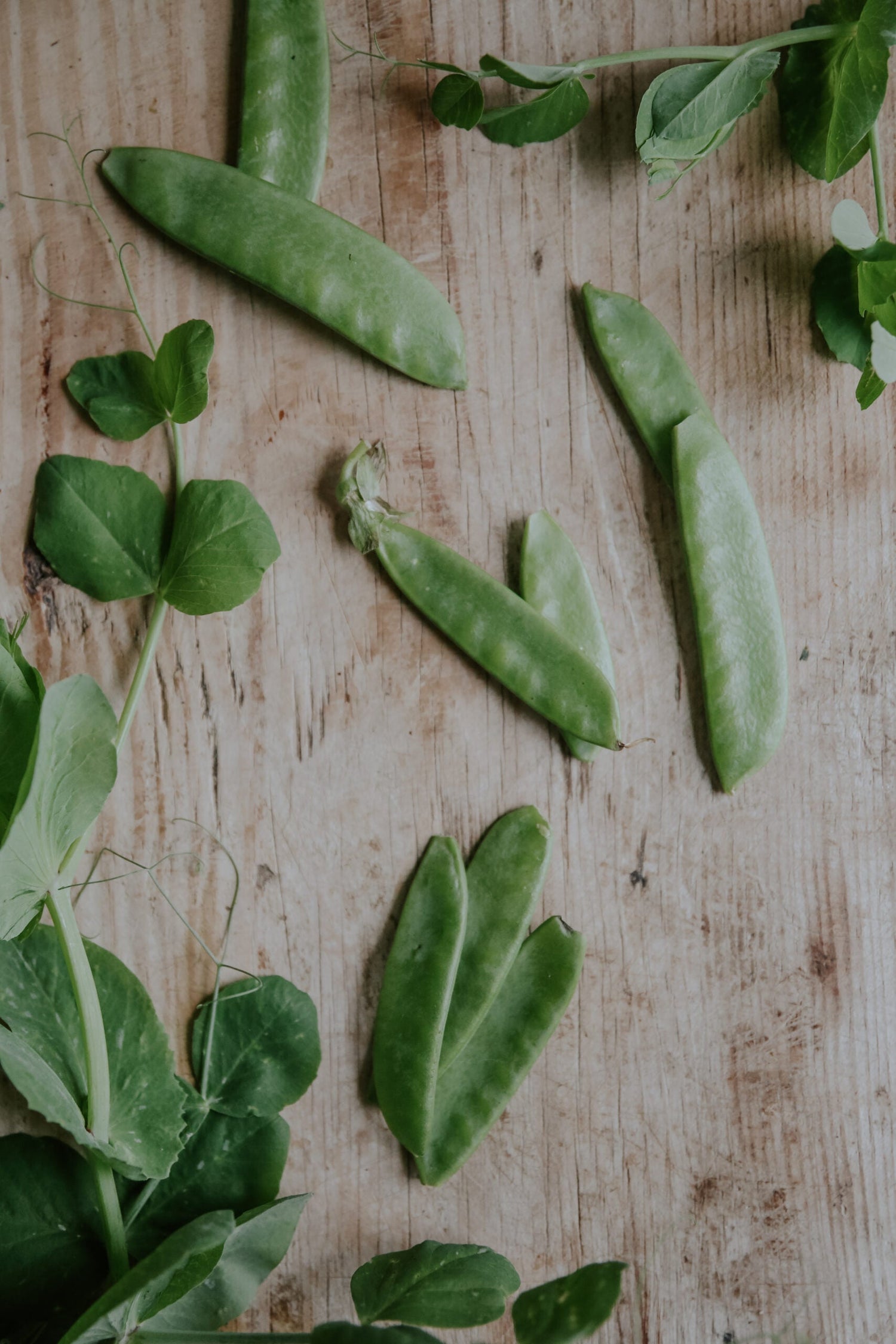 Sugar Pea - Grijze Roodbloeiende