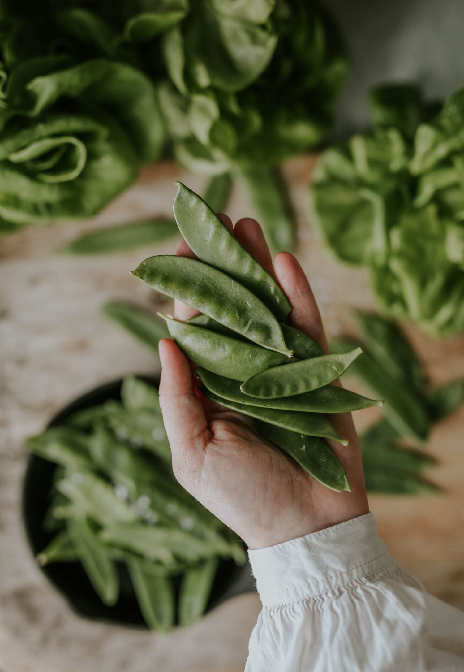 Sockerärt - Oregon Sugar Pod