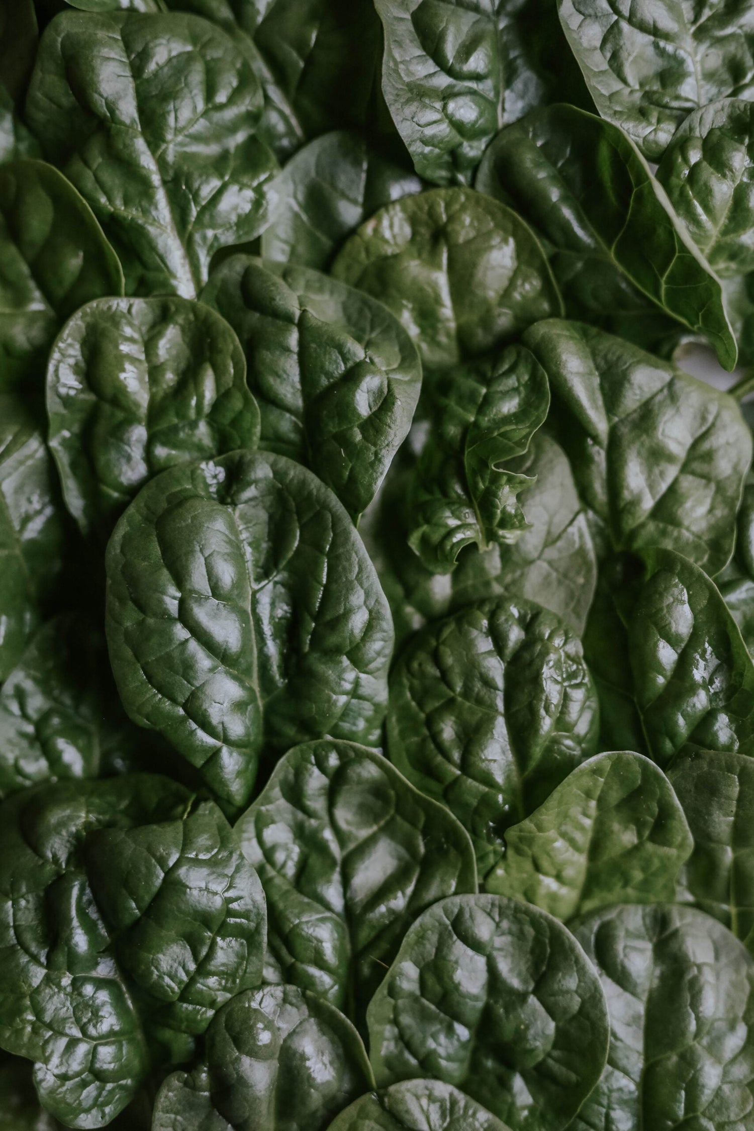Spinach - Nores