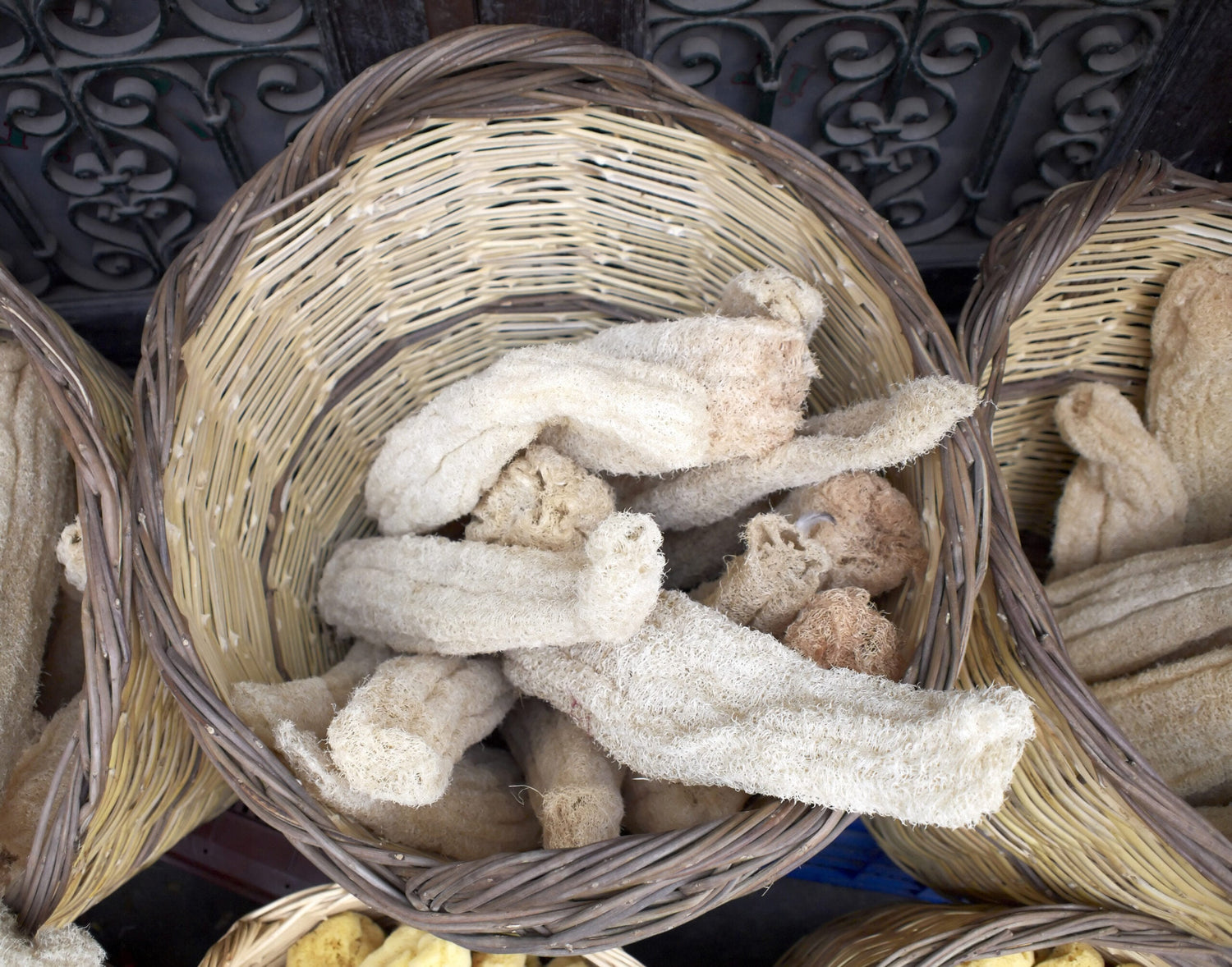 Svampgurka - Luffa cylindrica