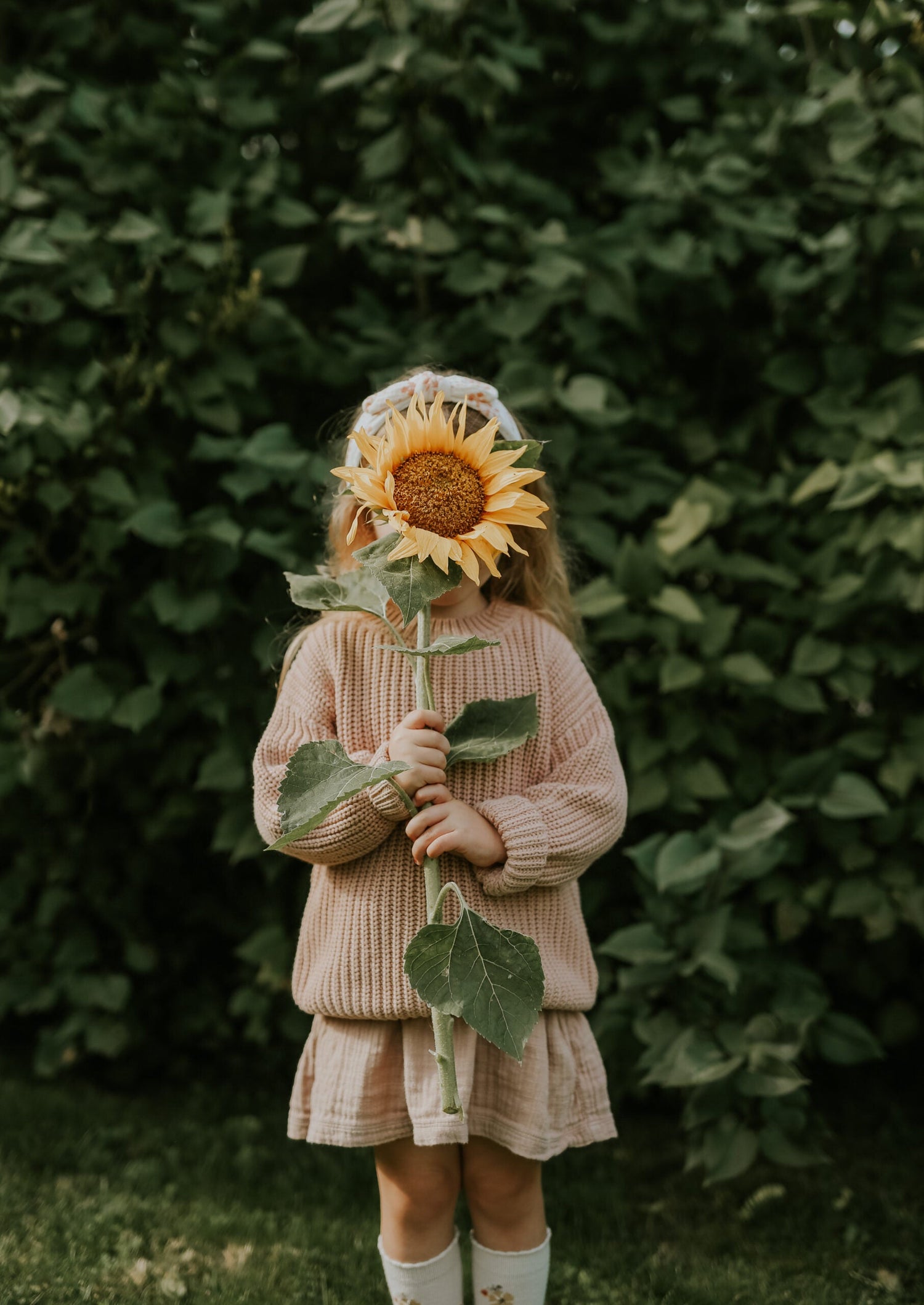 Sunflower - Giganteus