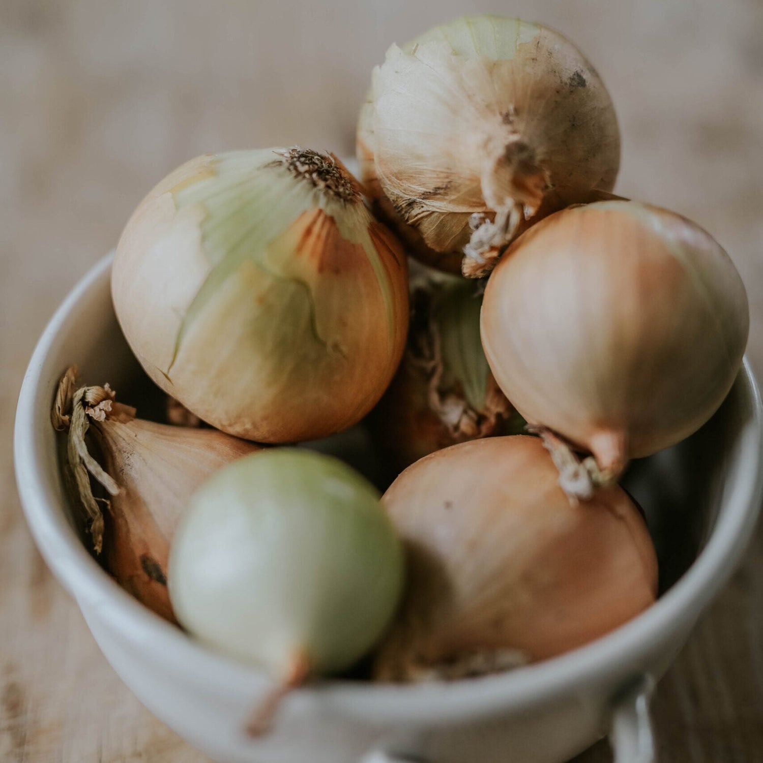 Onion - Rijnsburger 5 ECO