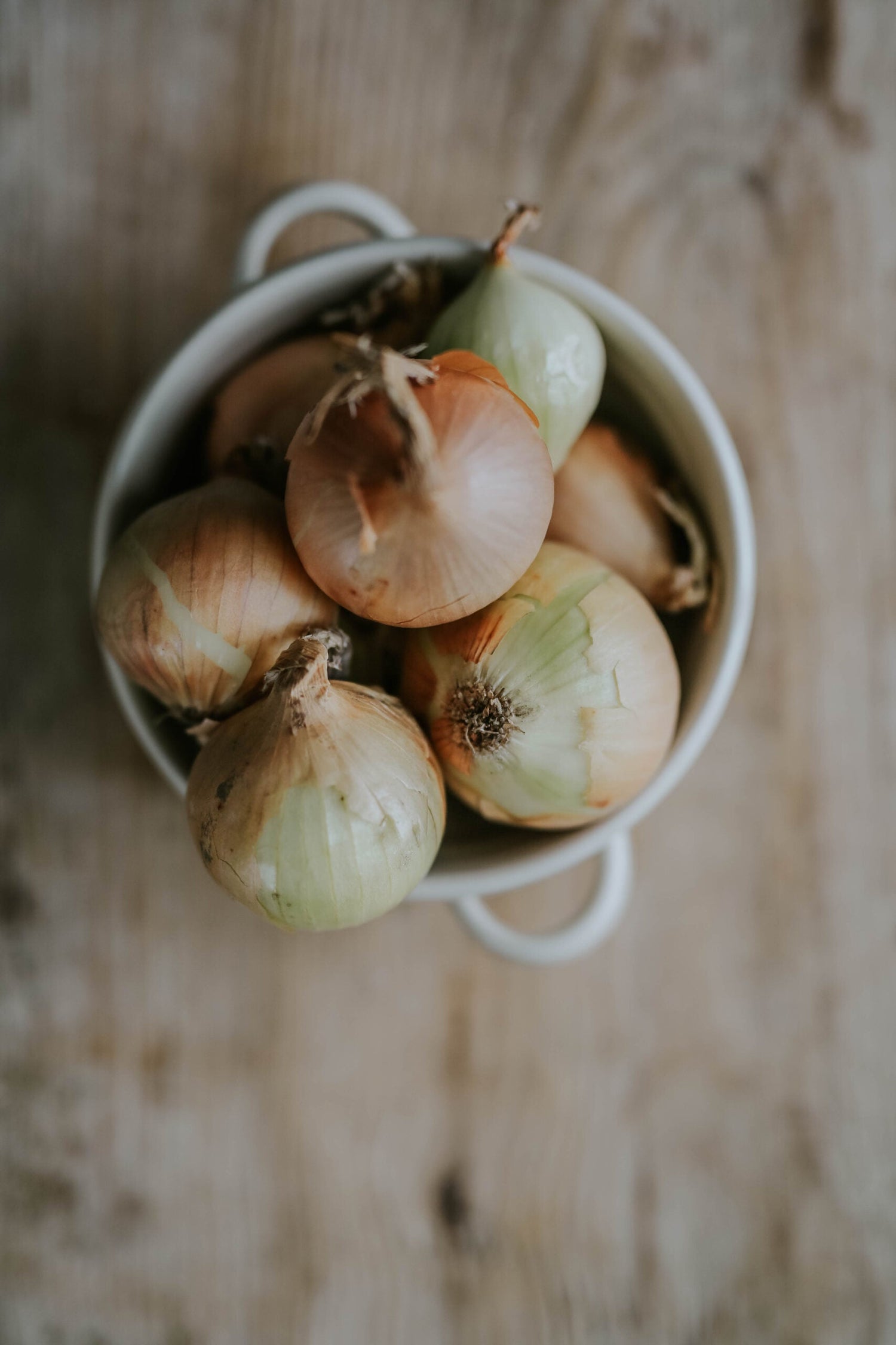 Onion - Rijnsburger 5 ECO