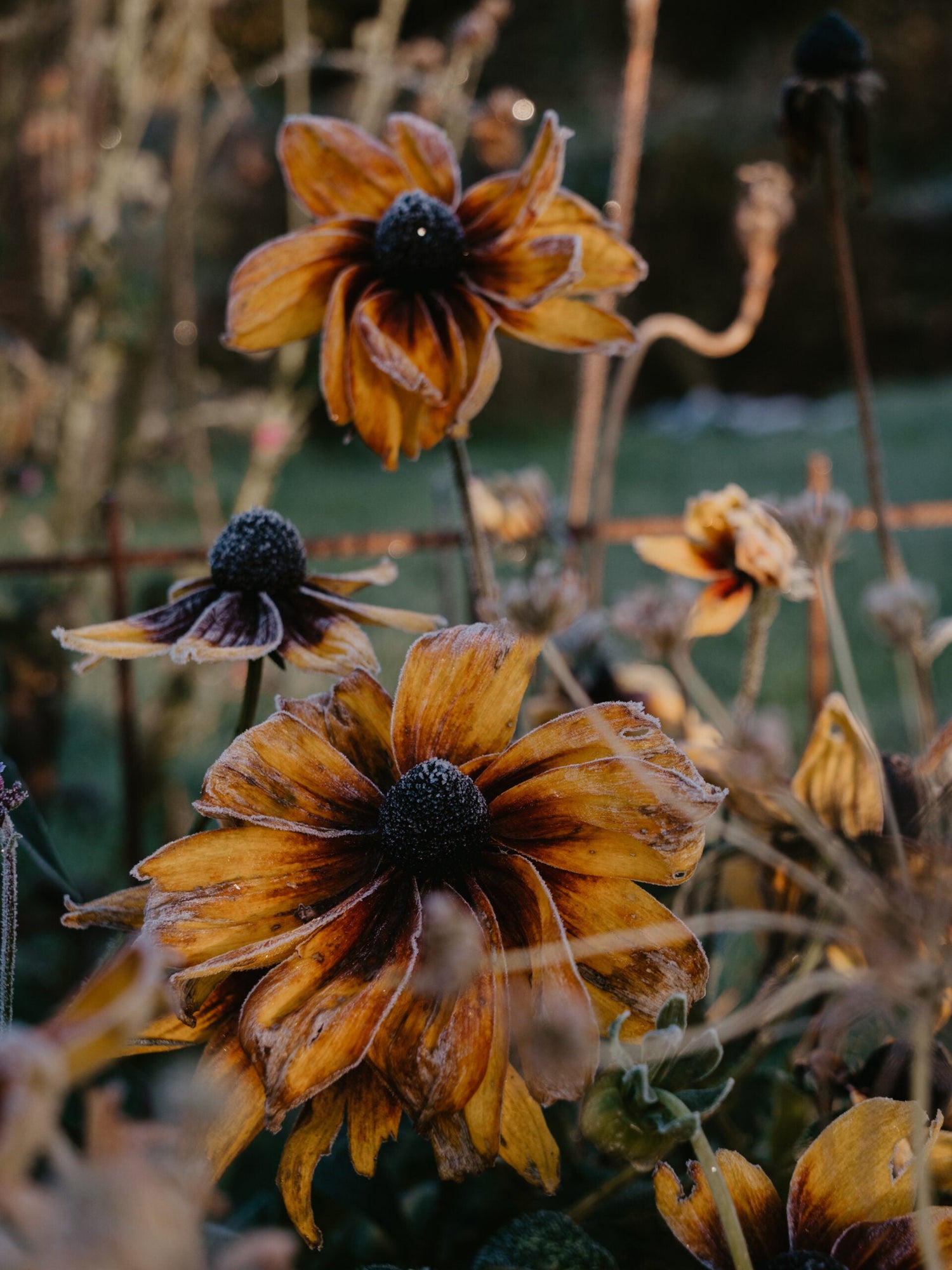 Coneflower - Herbstwald