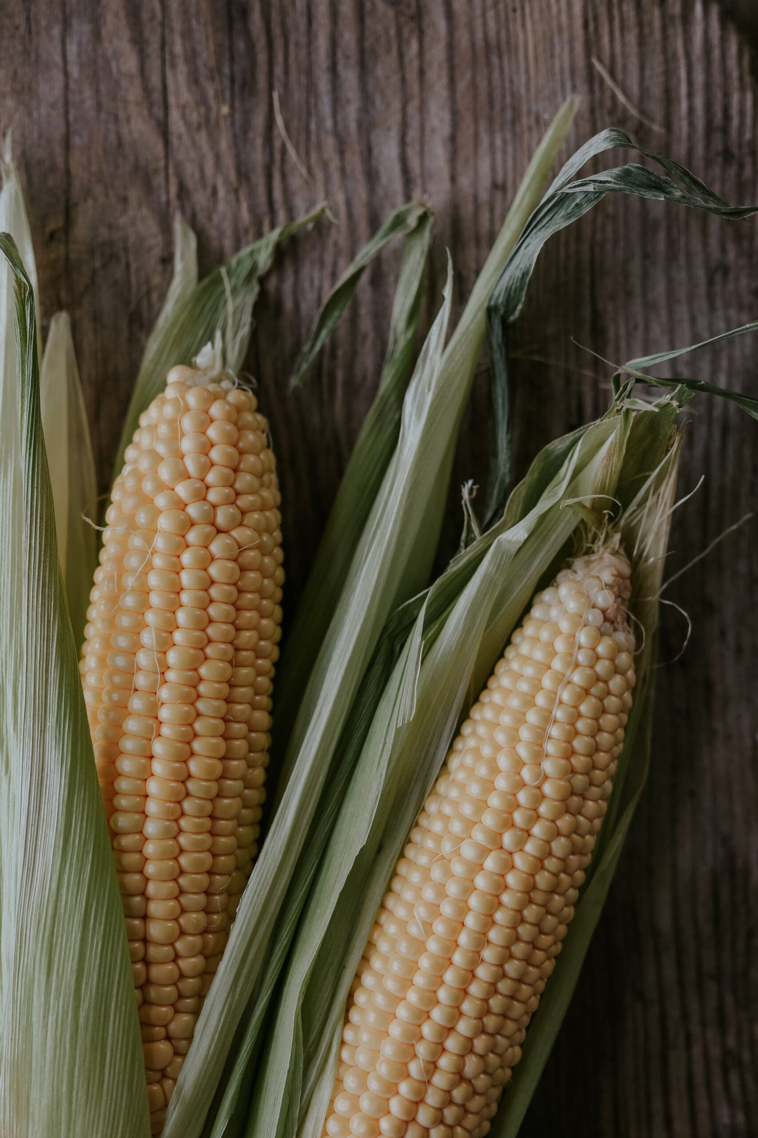 Sockermajs - Tasty Sweet F1