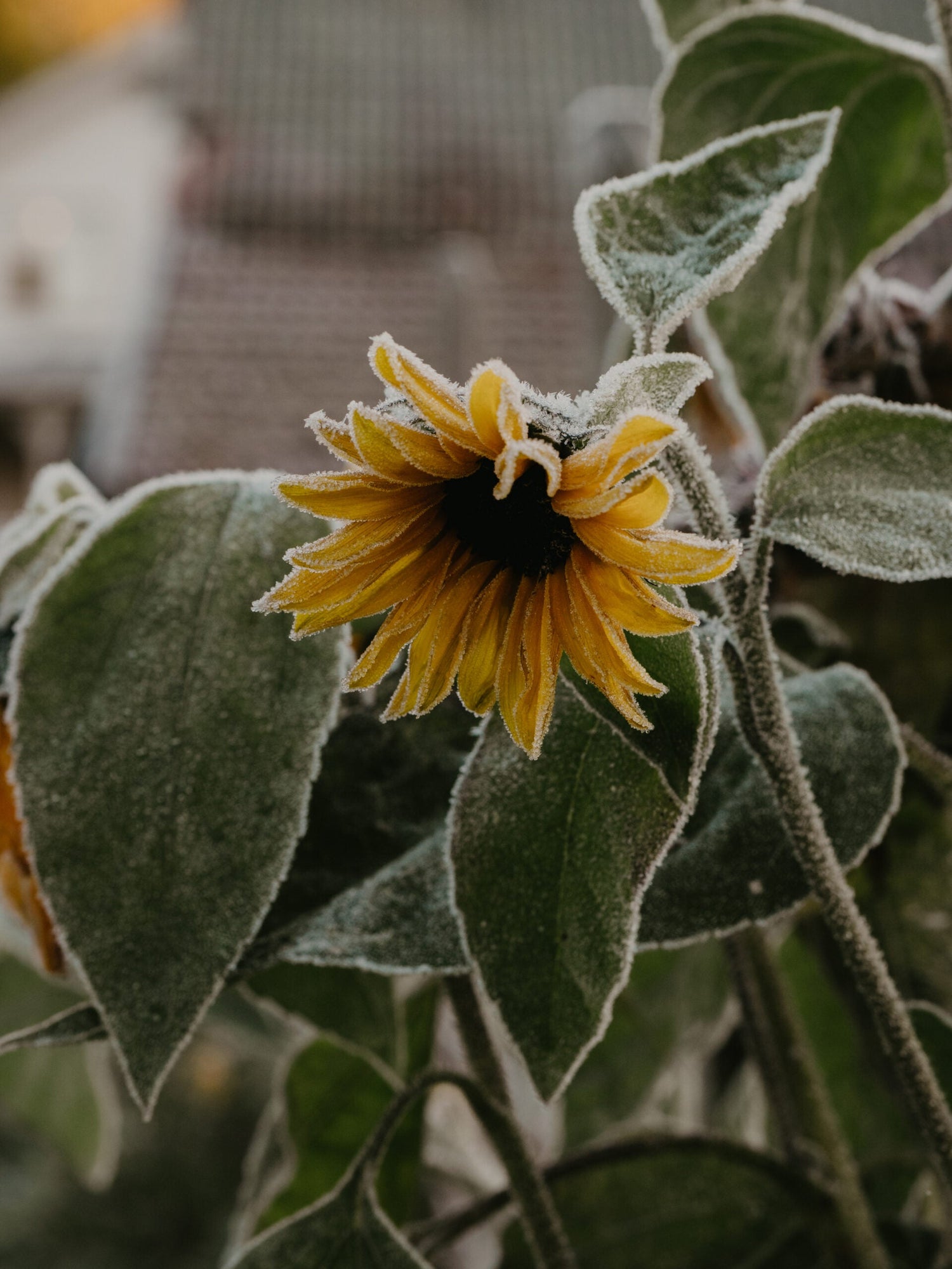 Sunflower - Giganteus