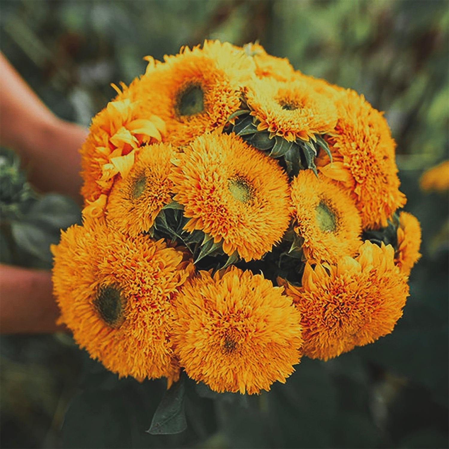 Solros - Double Sungold