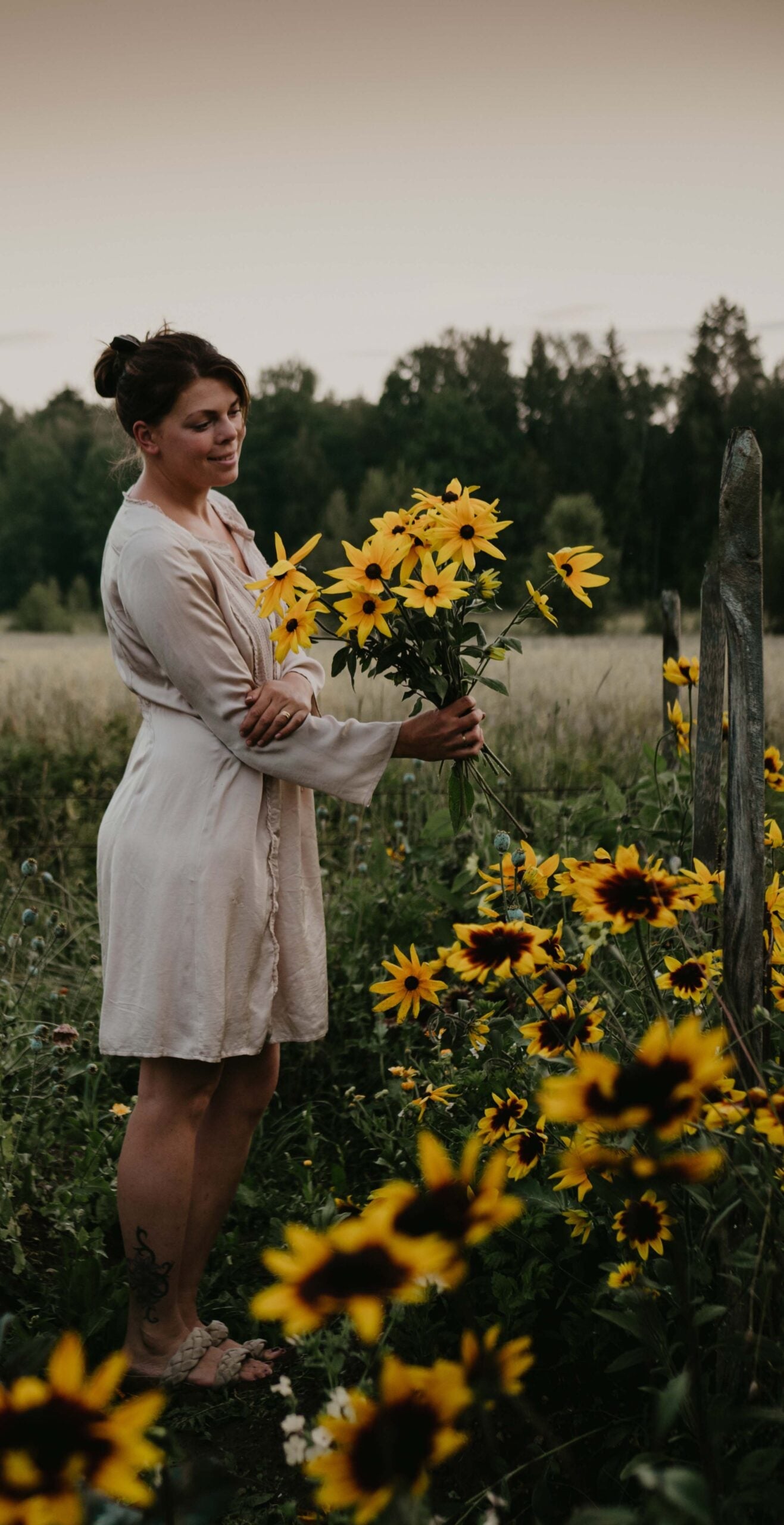 Sommarrudbeckia - Gloriosa Daisies
