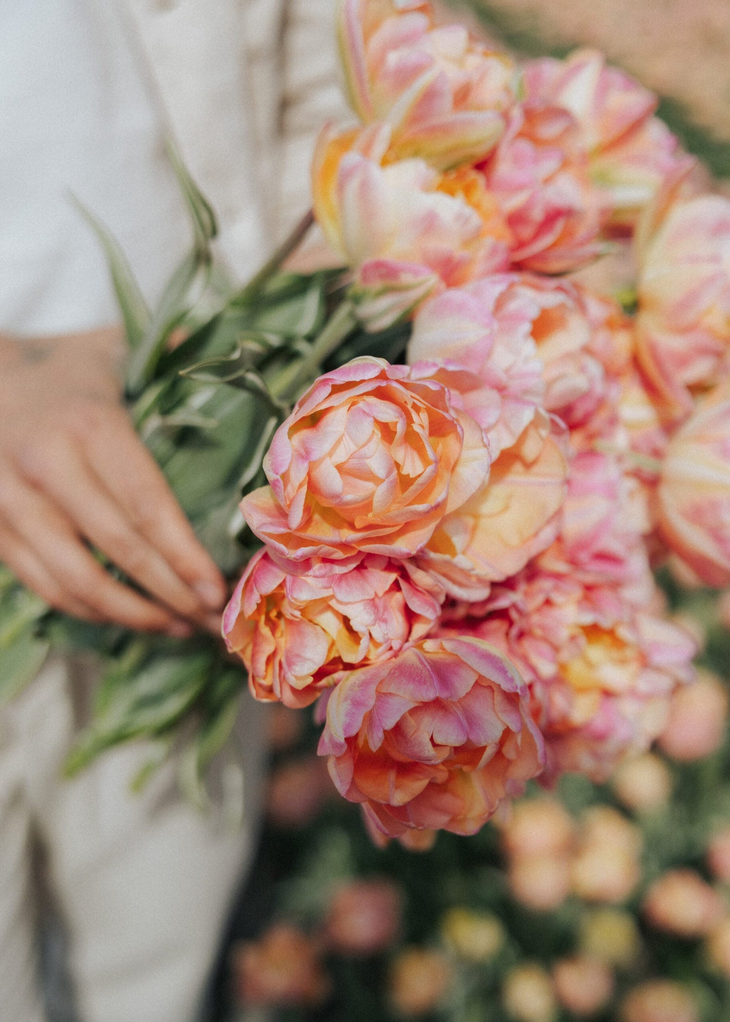 Tulpan - Happy Upstar