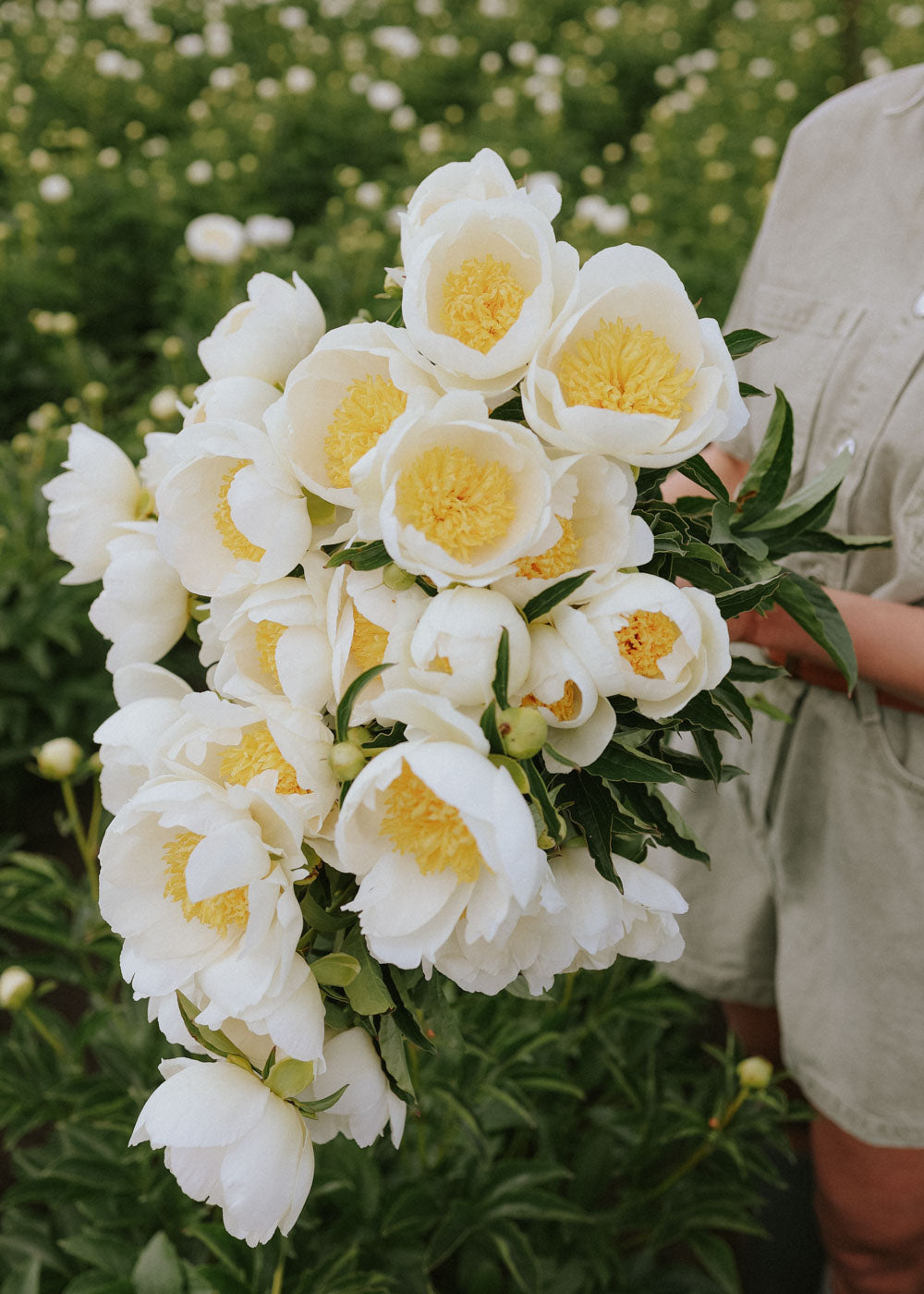 Pfingstrose - Jan Van Leeuwen