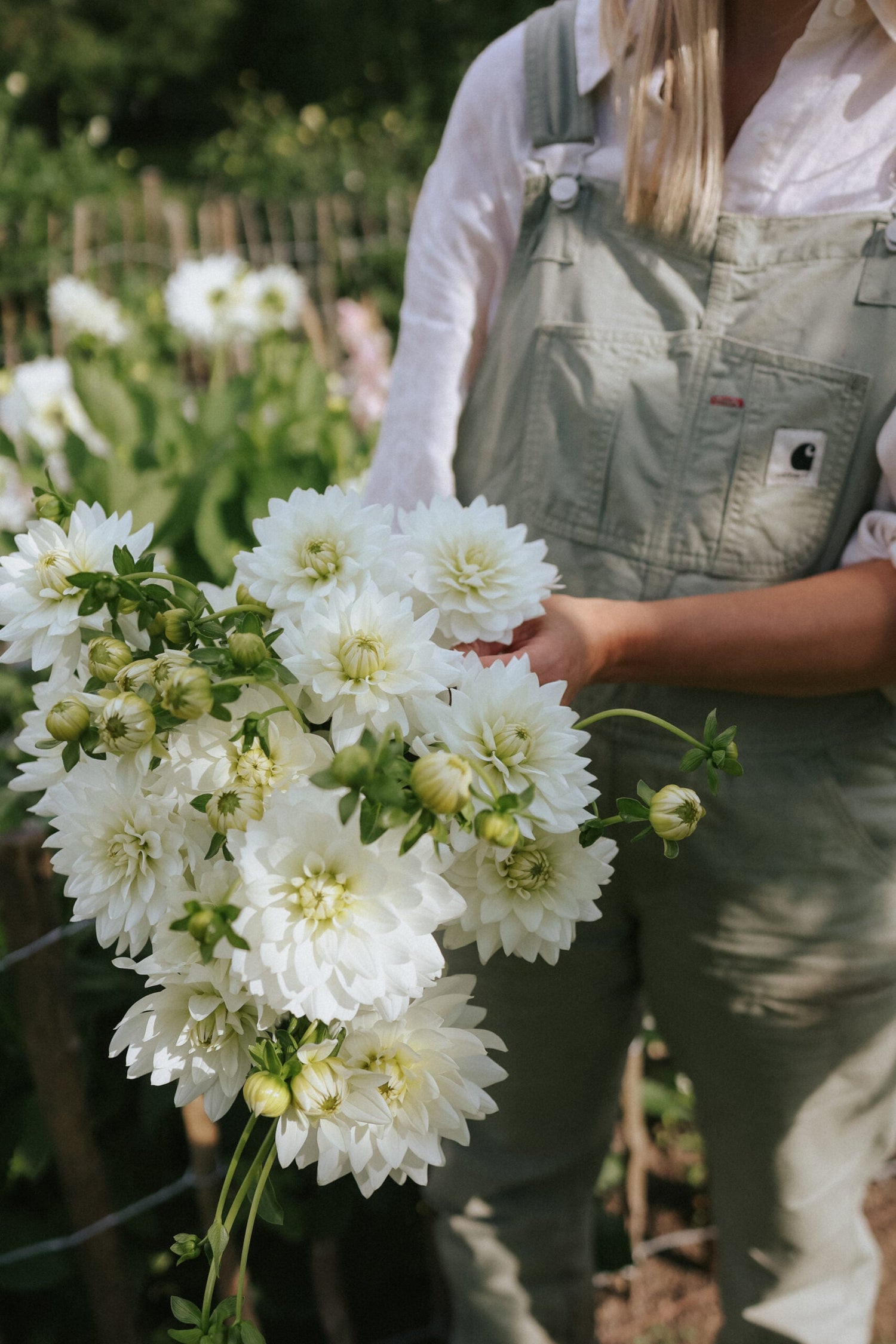 Dahlia - Karma Maarten Zwaan